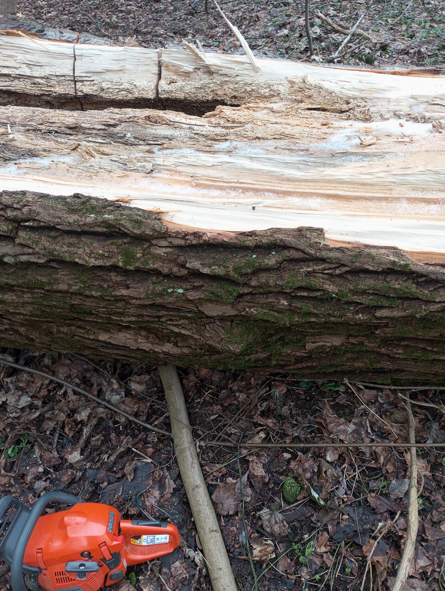 Powalone, częściowo rozłupane drzewo z korą porośniętą mchem, leżące na ściółce z liści, z pomarańczową piłą łańcuchową w lewym dolnym rogu.