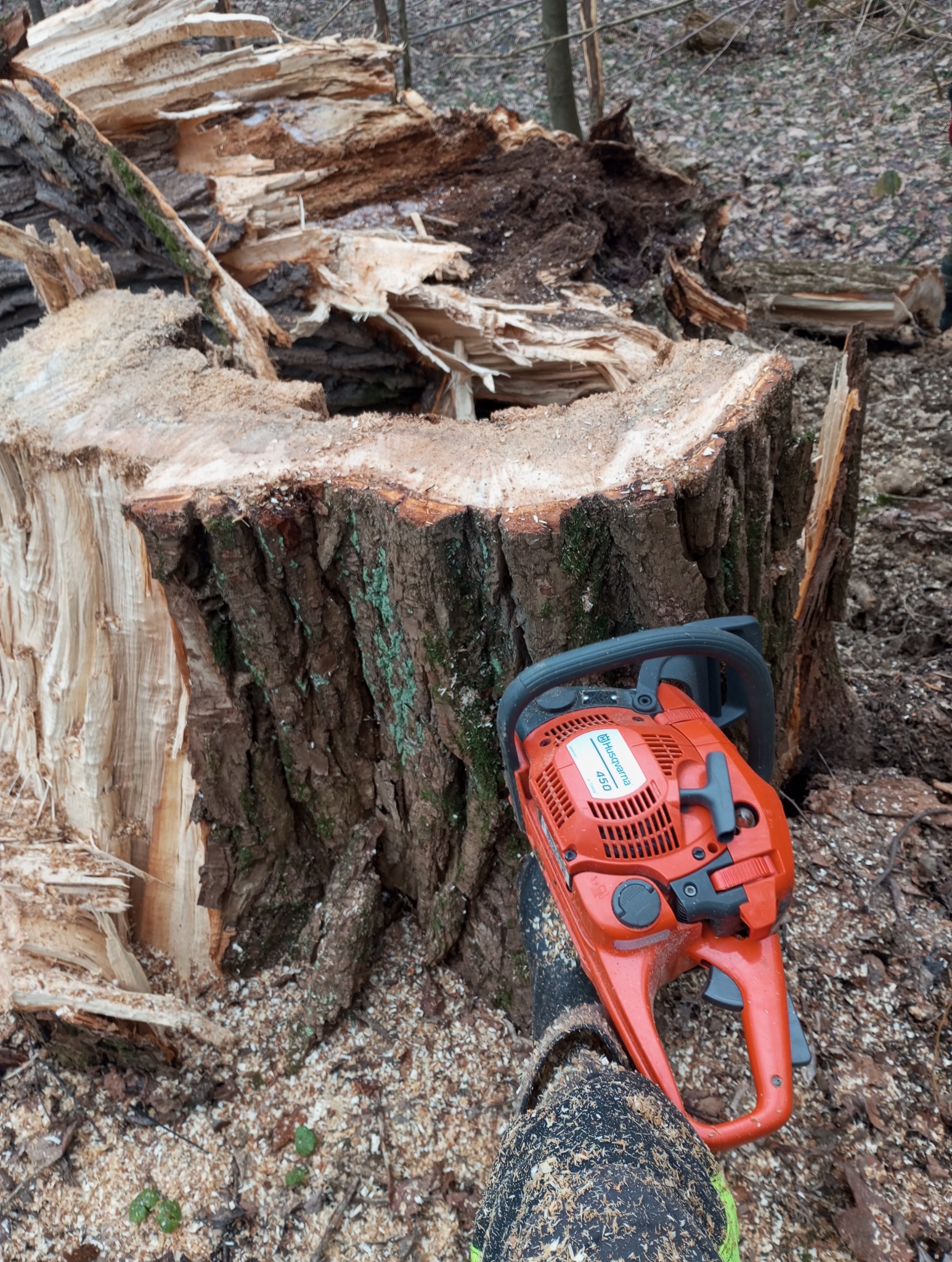 Ścięty pień drzewa z widocznymi śladami cięcia, obok leży czerwona piła łańcuchowa Husqvarna 450, w tle ściółka leśna.