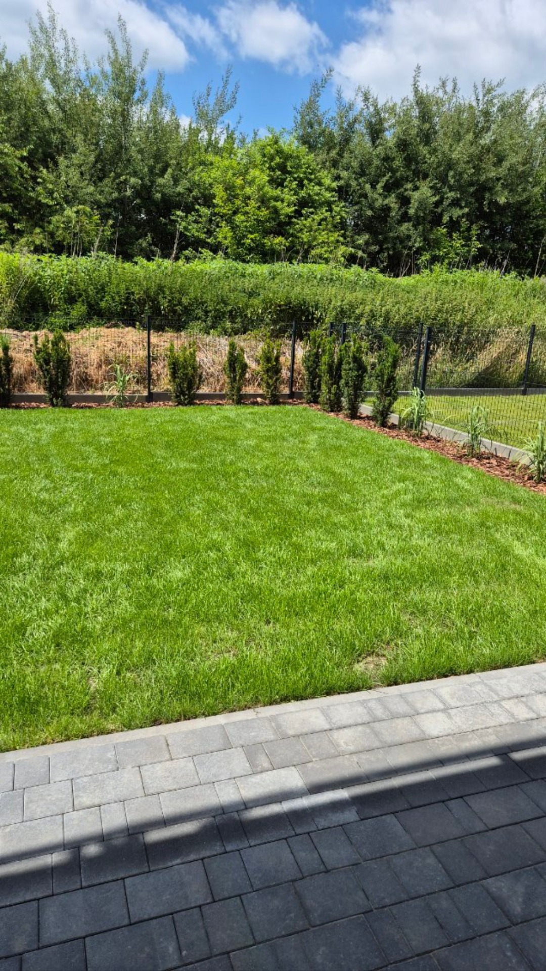 Zadbany trawnik z równo przyciętą trawą, obrzeża z kory i niskie tuje wzdłuż ogrodzenia. Widok z kostki brukowej na zielony ogród w słoneczny dzień.