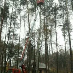 Ciężarówka z wysięgnikiem koszowym sięga do korony wysokiej brzozy na tle lasu i domu w budowie.