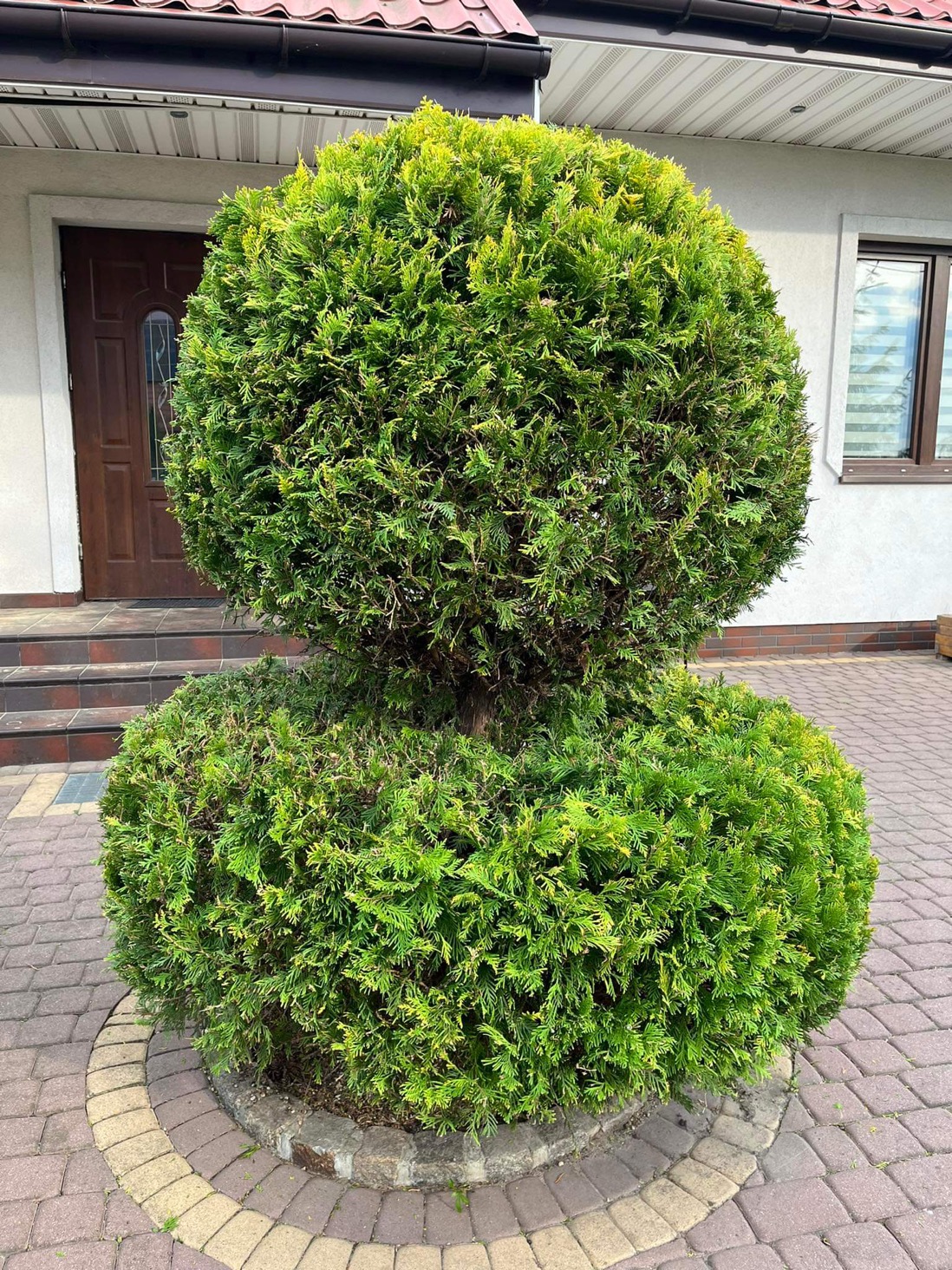 Ozdobny krzew iglasty, przycięty w kształt dwóch kul, na tle domu z brązowymi drzwiami i ceglanym chodnikiem.