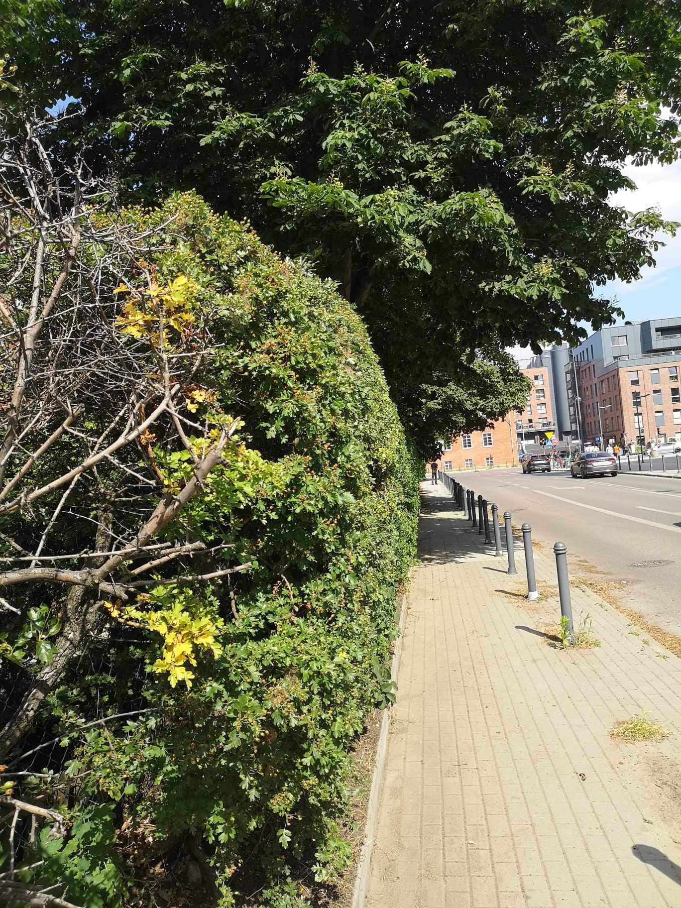 Równa linia przyciętego żywopłotu oddzielająca chodnik od ulicy w miejskim otoczeniu z budynkami w tle.