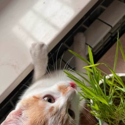 Sprzątanie mieszkań Kielce 2