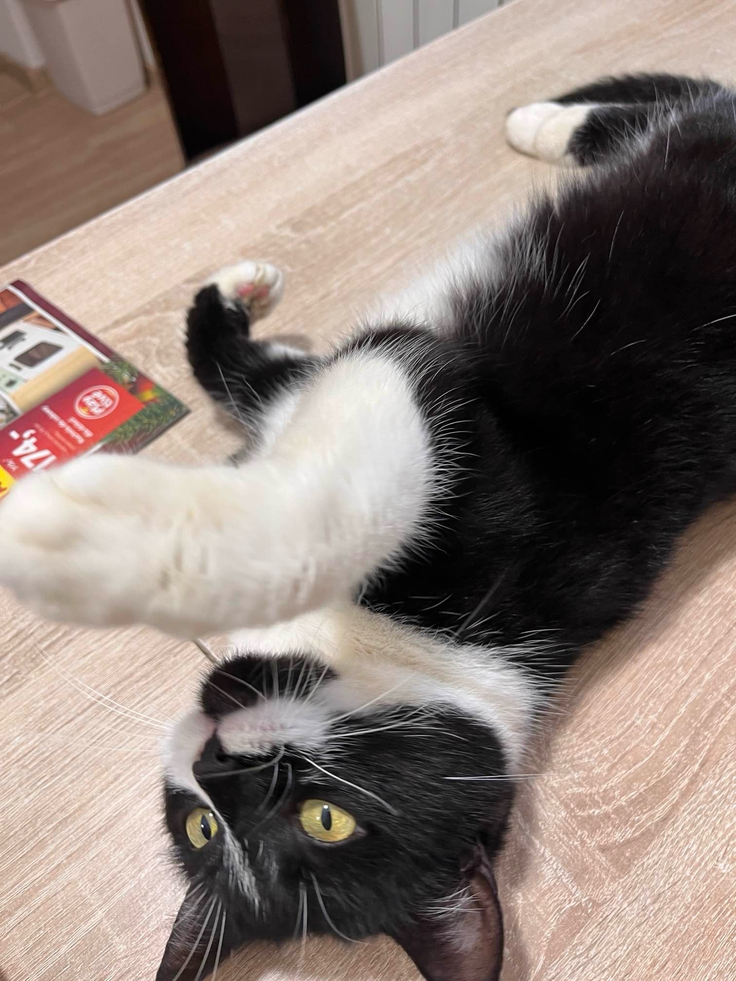 Czarno-biały kot leżący na plecach na drewnianym stole, z podniesioną łapą i zielonymi oczami, obok leży ulotka reklamowa.