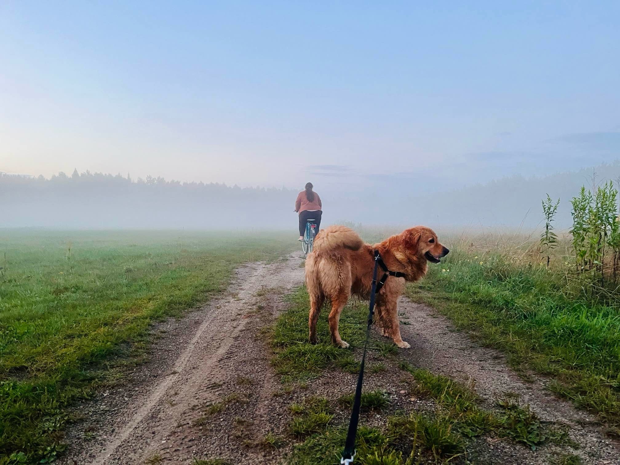 Złocisty pies na smyczy, z uprzężą, stoi na polnej drodze w Kielcach, spoglądając w prawo; w oddali, we mgle, widoczna osoba na rowerze.