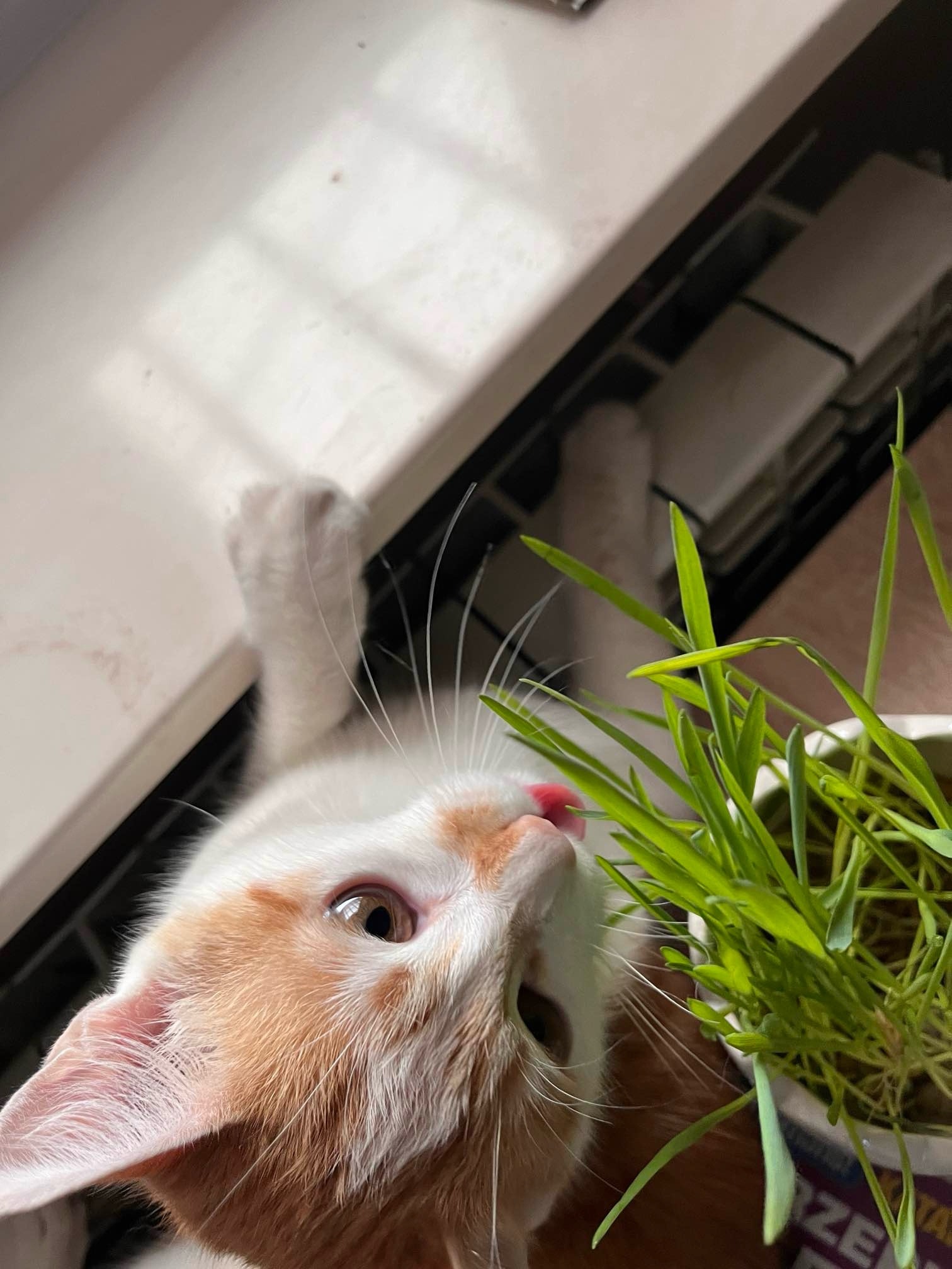 Bliskie ujęcie rudego i białego kota liżącego źdźbła trawy w doniczce, z widoczną teksturą sierści i odbiciem w oku.