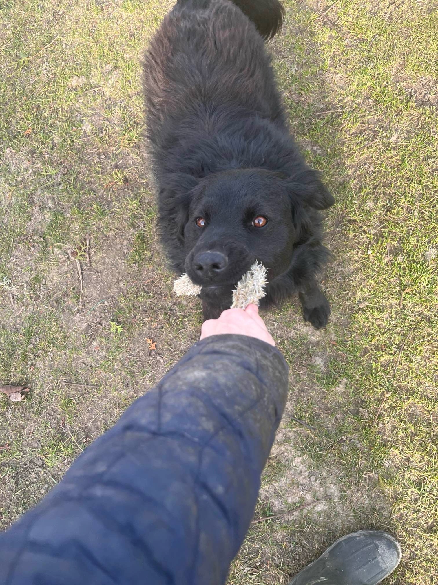 Czarny pies z brązowymi oczami trzyma w pysku biały kłos trawy, podawany mu przez osobę w granatowej kurtce na tle trawnika z rzadką trawą.