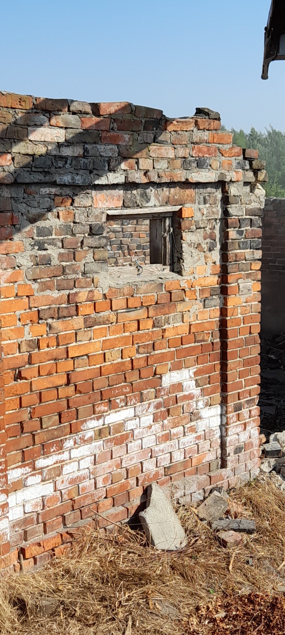 Fragment ceglanej ściany z otworem okiennym, pozostałość po rozebranym budynku, widoczne pozostałości zaprawy i fragmenty białej farby, w tle zieleń drzew.