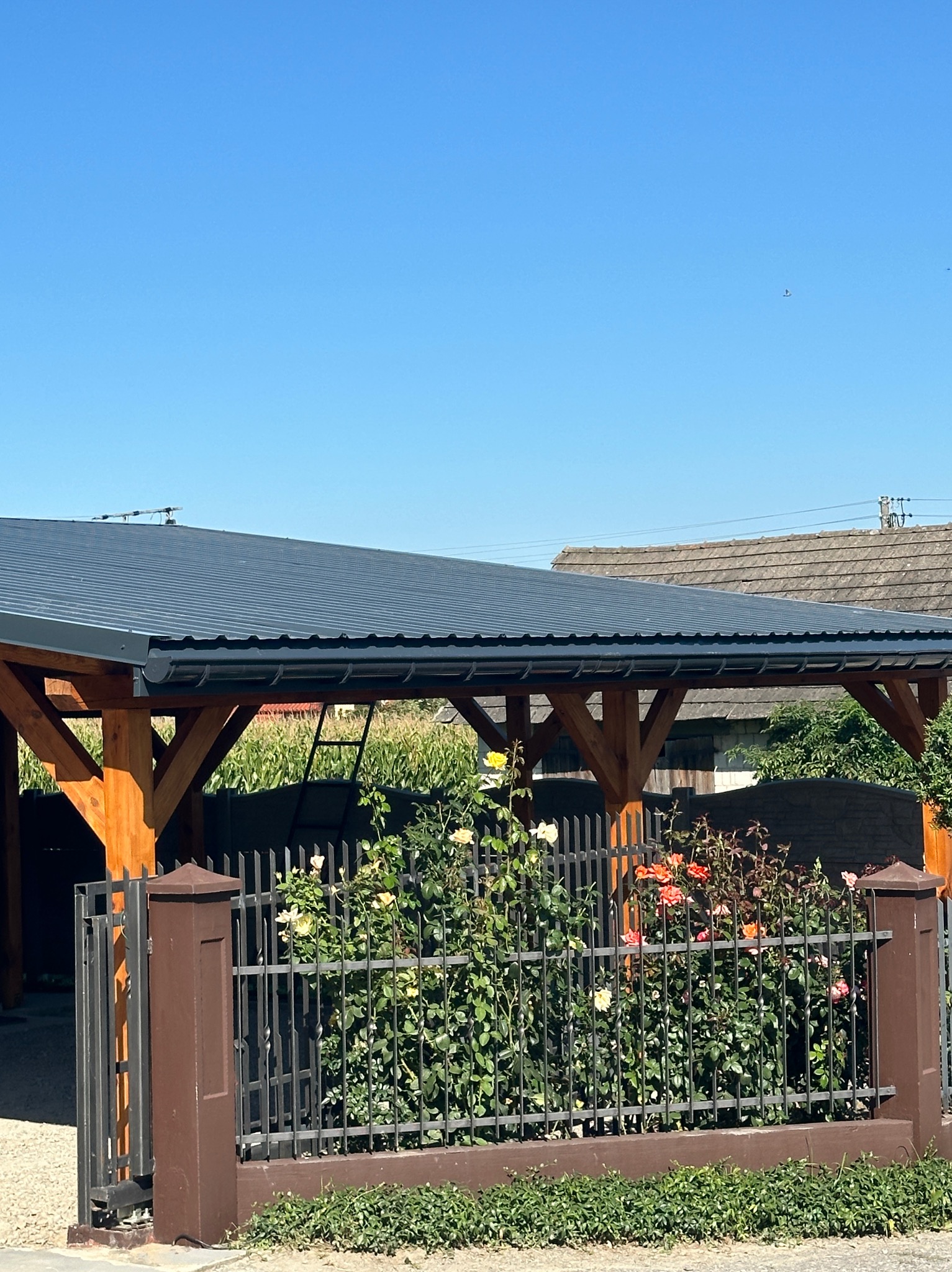 Drewniana pergola z szarym, metalowym dachem, widoczna zza metalowego ogrodzenia porośniętego różami w odcieniach bieli i czerwieni, w tle zabudowania gospodarcze i błękitne niebo.