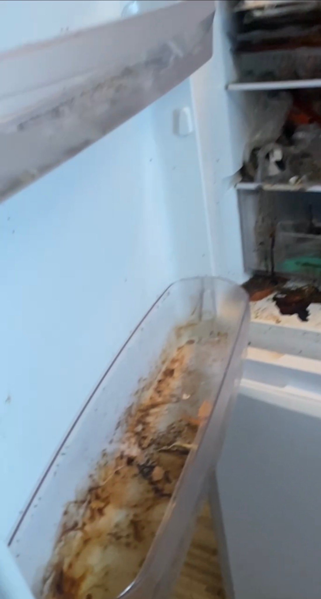 Zdjęcie lodówki przeczyszczenie