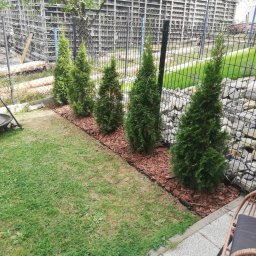 Kana - Rząd czterech małych, zielonych tui posadzonych w ziemi wyłożonej korą, oddzielonych czarną obwódką, z tyłu metalowe ogrodzenie i betonowa konstrukcja.