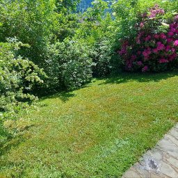 Kana - Widok na równo przystrzyżony trawnik z krzewami i ścieżką z kamienia łupanego w słoneczny dzień.