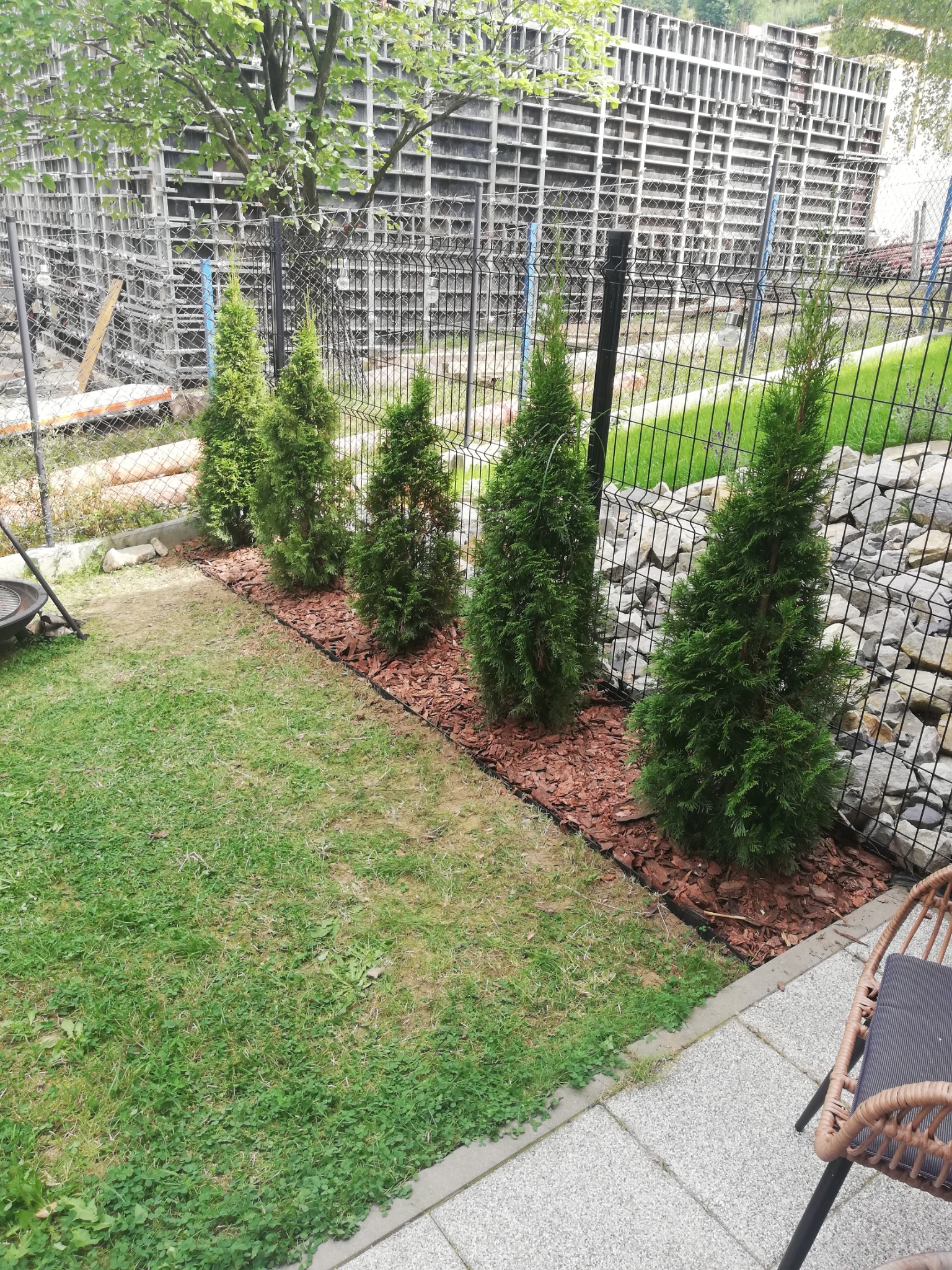 Rząd czterech małych, zielonych tui posadzonych w ziemi wyłożonej korą, oddzielonych czarną obwódką, z tyłu metalowe ogrodzenie i betonowa konstrukcja.