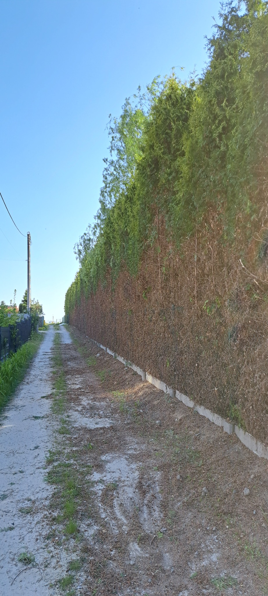 Długa ścieżka z betonowym obrzeżem prowadząca wzdłuż wysokiego żywopłotu z tui, którego dolna część jest uschnięta, a górna zielona.