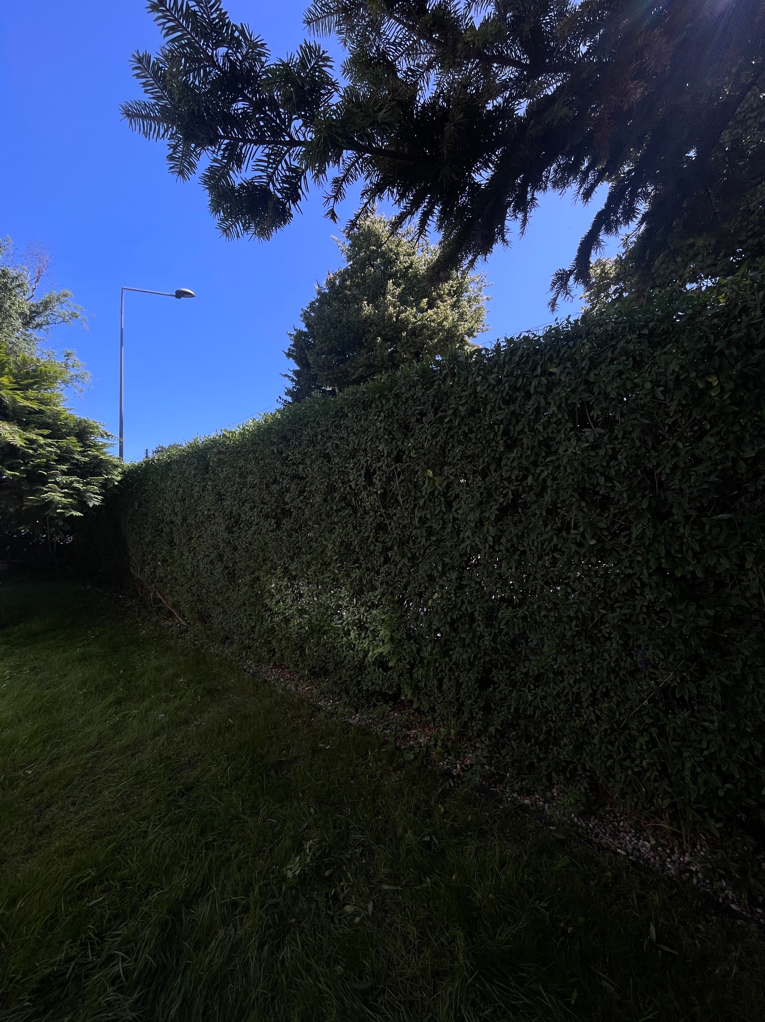 Wysoki, gęsty żywopłot z ciemnozielonych liści, oświetlony słońcem, z fragmentami drzew i słupem oświetleniowym na tle błękitnego nieba. Zadbany ogród.