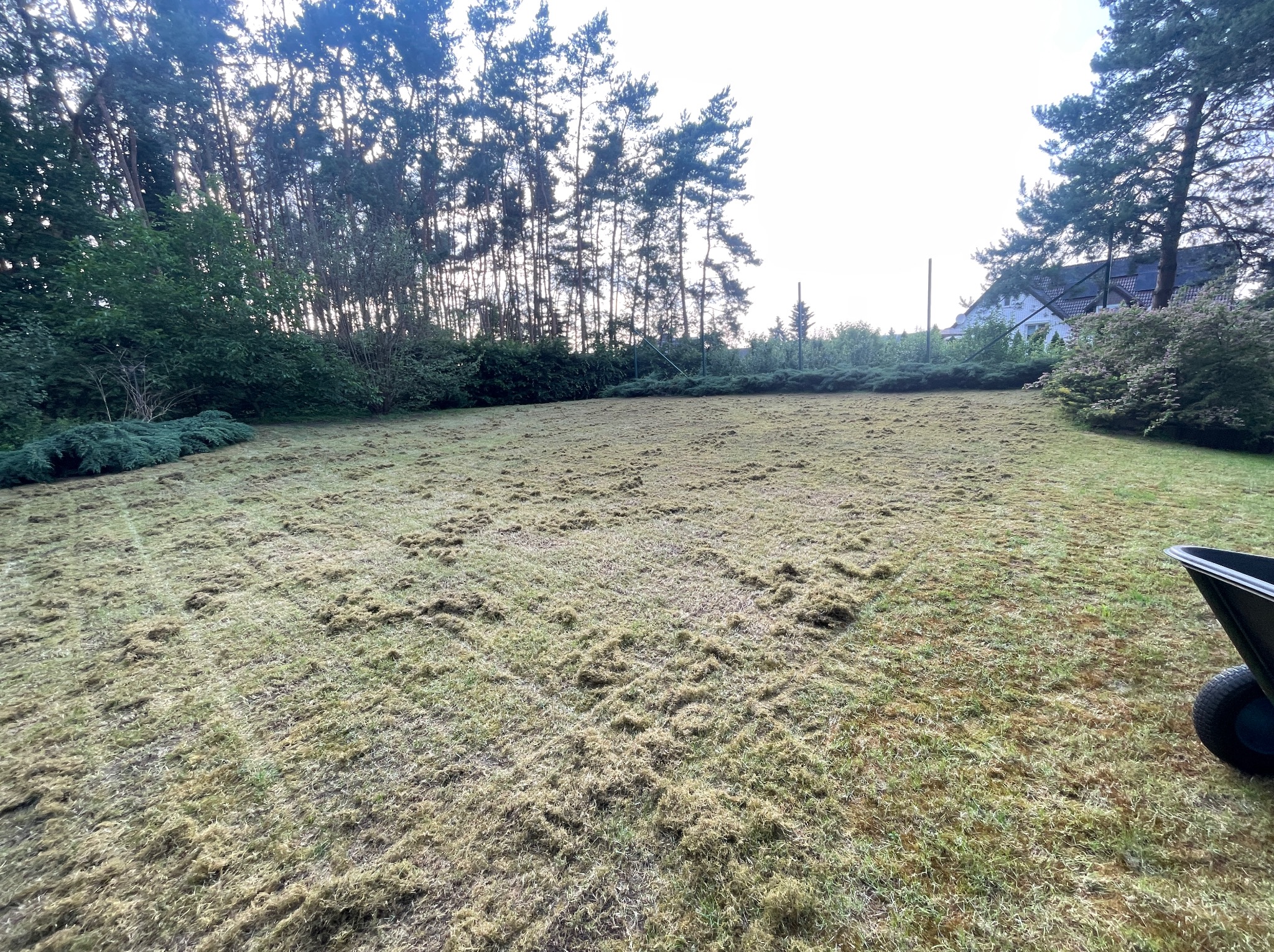 Rozległy trawnik po wertykulacji, z widocznymi resztkami usuniętej trawy. W tle drzewa iglaste i liściaste, na pierwszym planie fragment taczki.