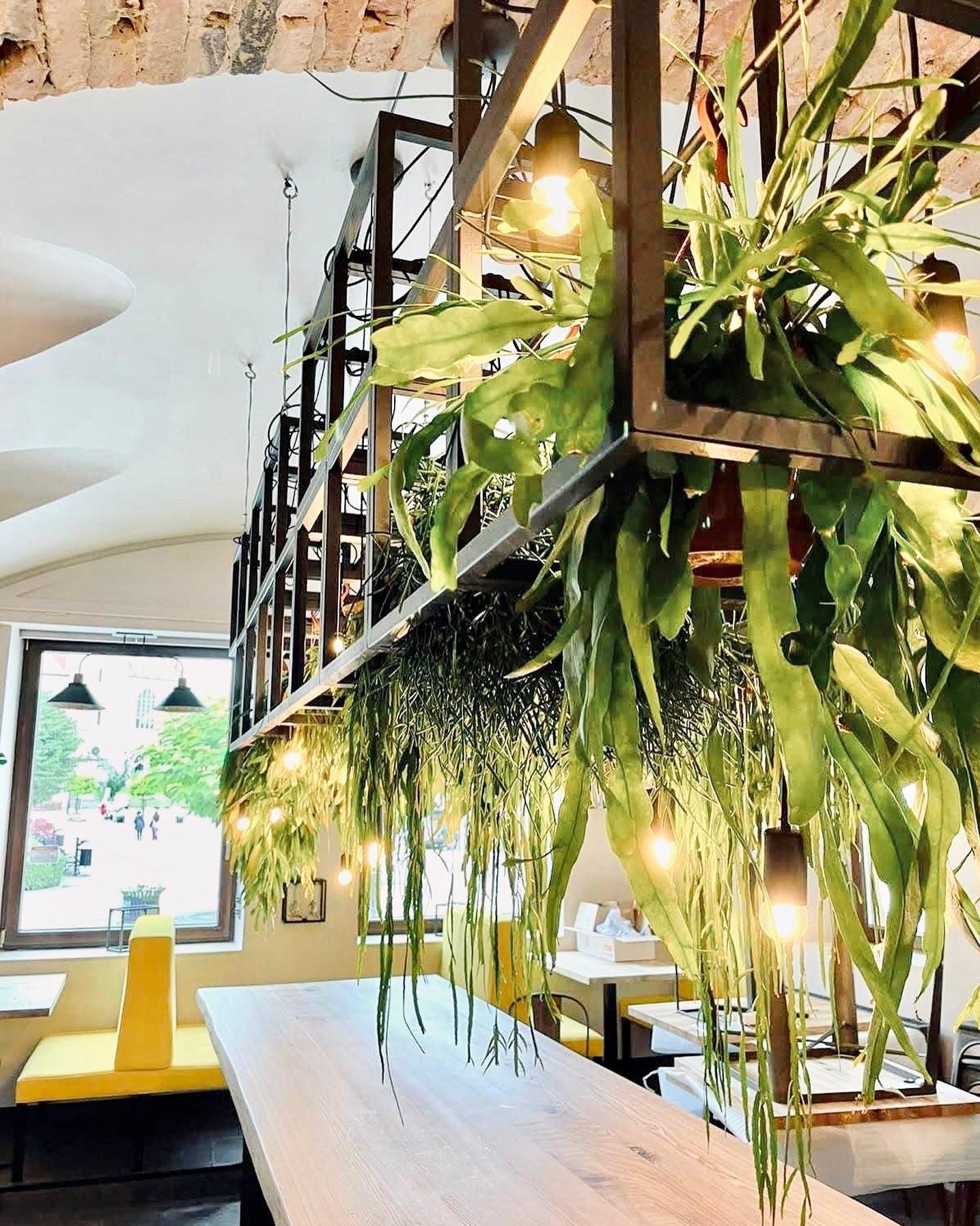 Oświetlenie w kawiarni: metalowa konstrukcja z wiszącymi roślinami i żarówkami Edison, widok z dołu na drewniany blat, żółta kanapa przy oknie w tle.
