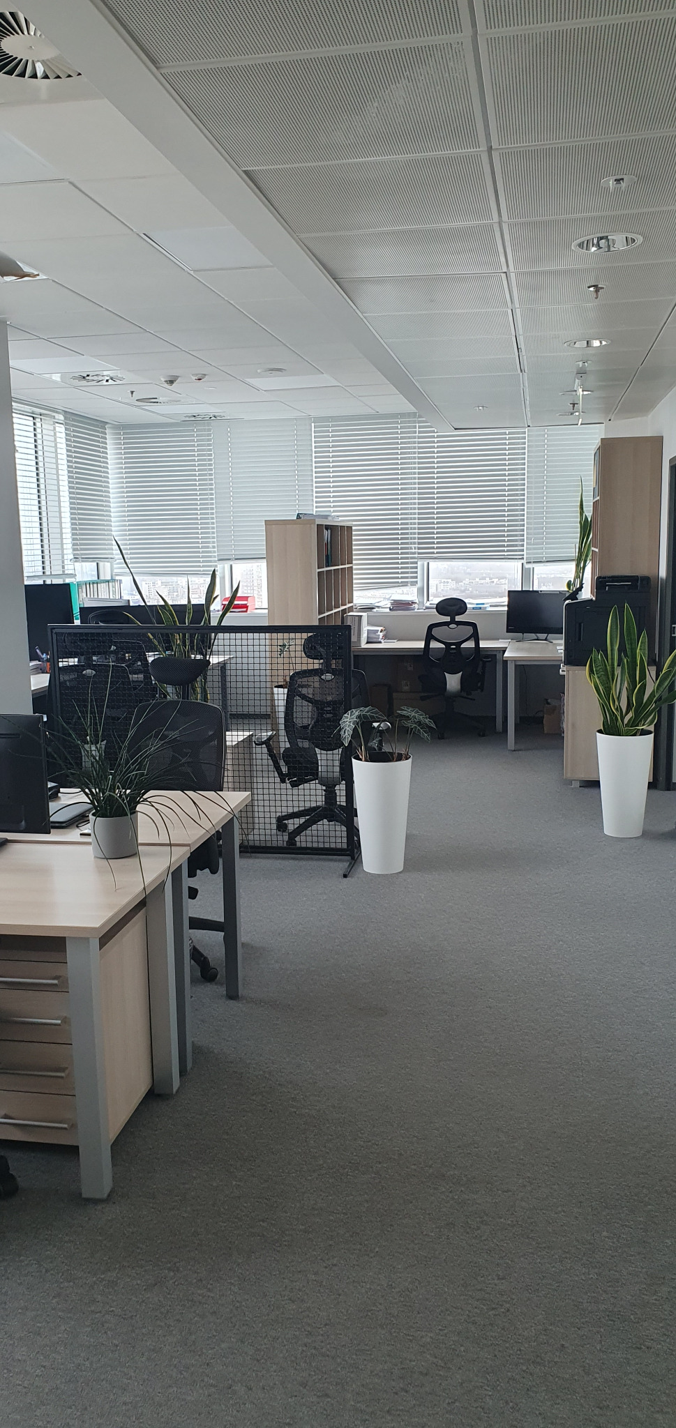 Jasne, przestronne biuro z biurkami, krzesłami obrotowymi, roślinami doniczkowymi i żaluzjami w oknach.