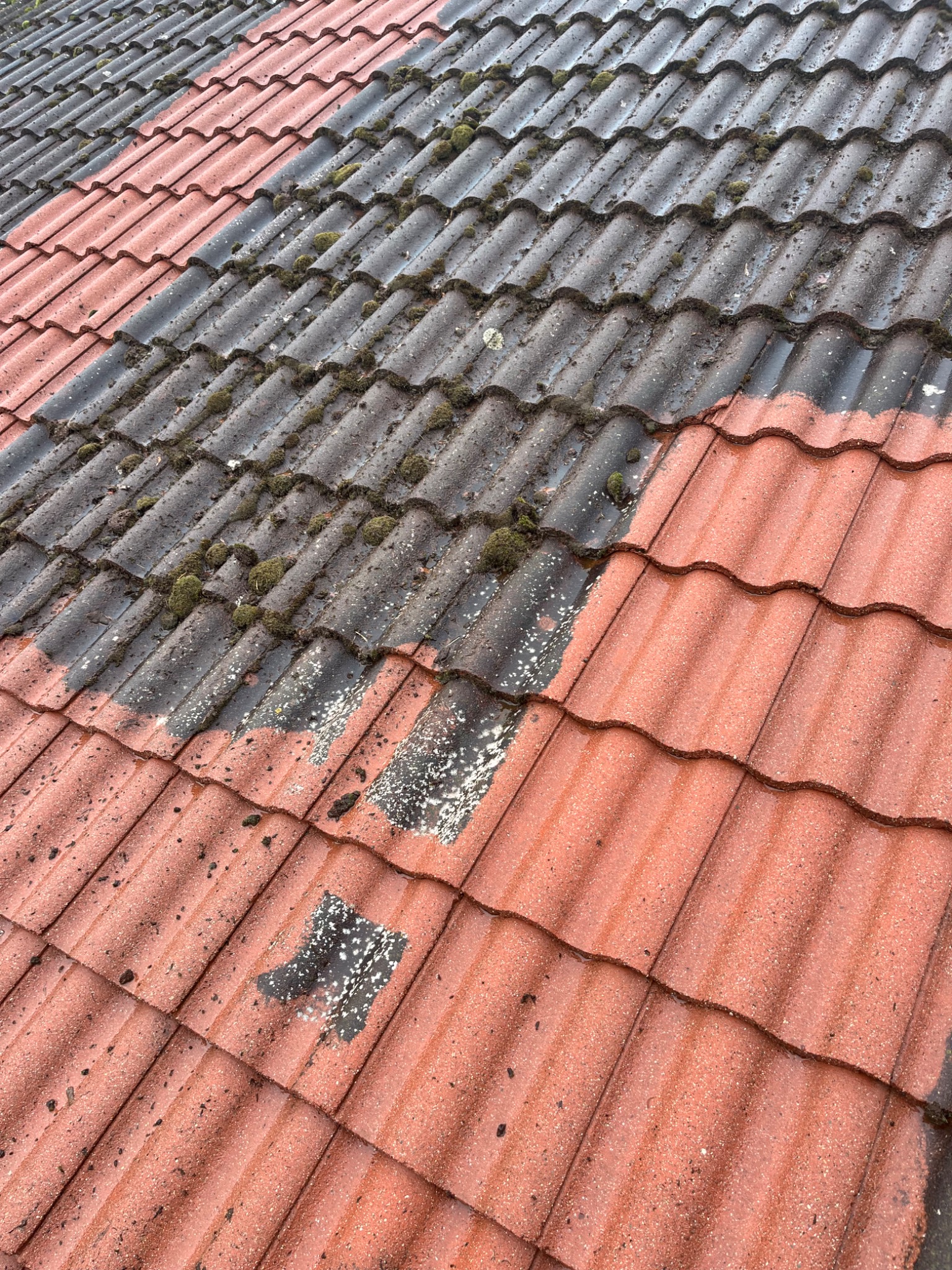 Częściowo oczyszczony dach z czerwonej dachówki, widoczny kontrast między czystą a porośniętą mchem powierzchnią.