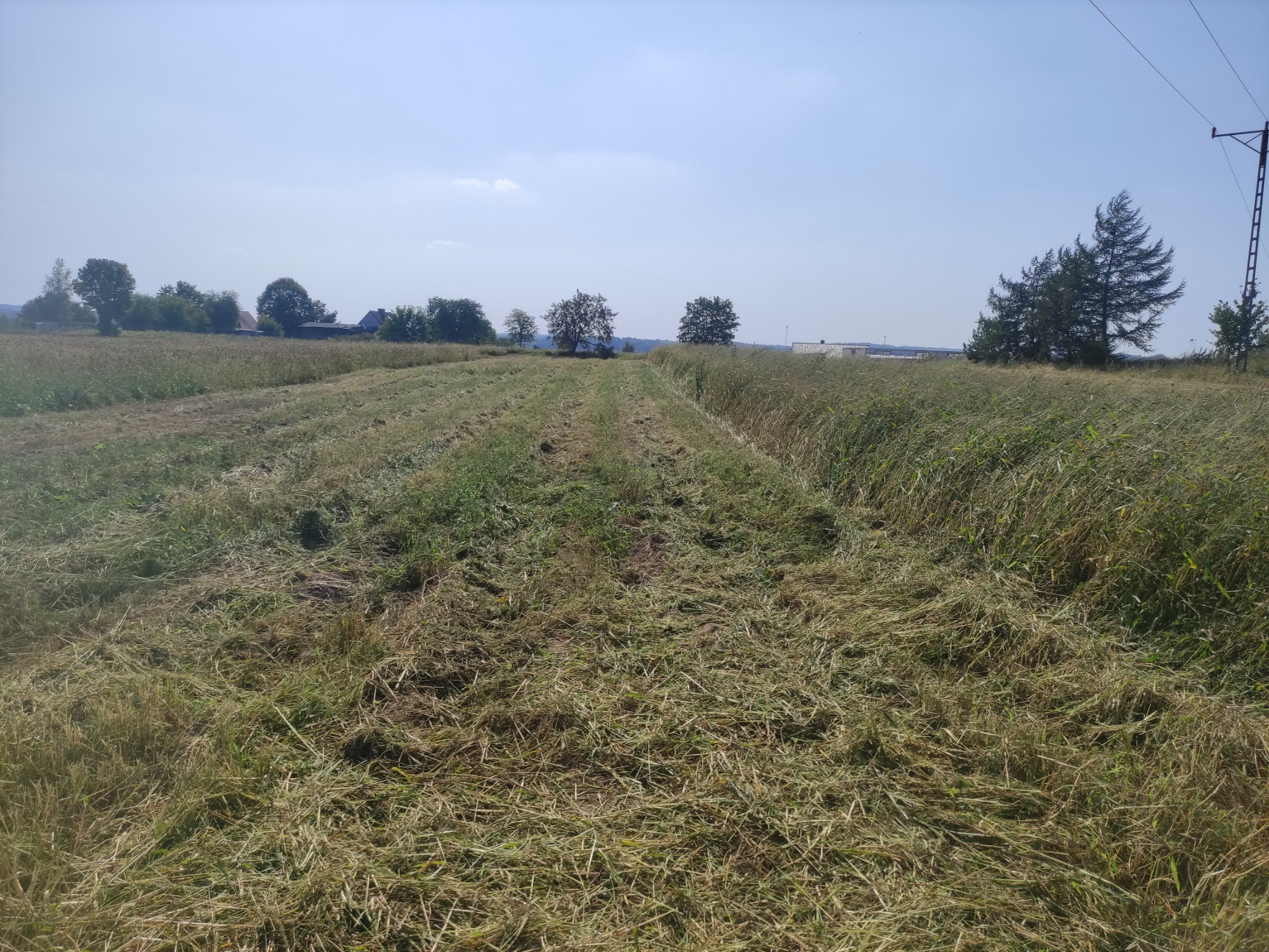 Świeżo skoszone pole z widocznymi pasami skoszonej trawy, drzewa w tle pod błękitnym niebem.