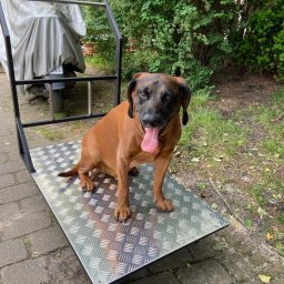 Antex Damian Brzozowski - Brązowy pies z wywieszonym językiem siedzi na metalowym wózku transportowym z blachą ryflowaną, na tle zieleni ogrodowej i skutera pod pokrowcem.