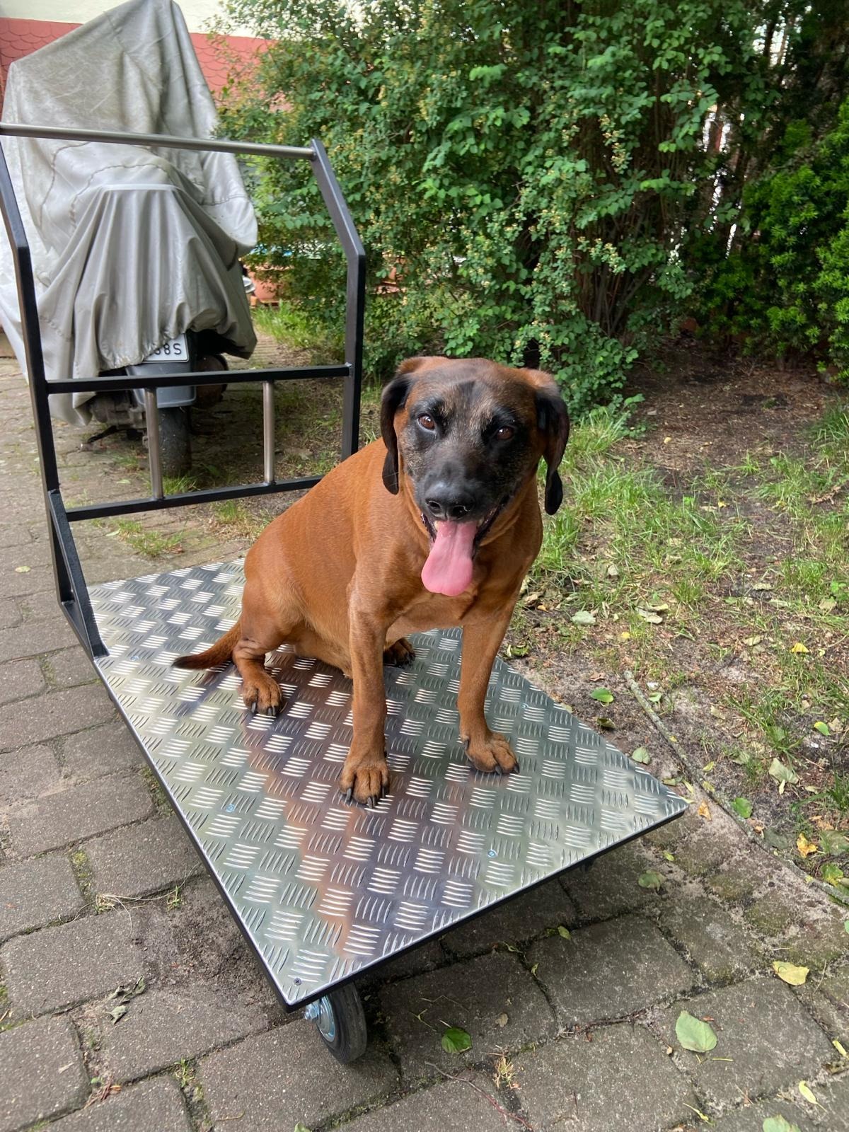 Brązowy pies z wywieszonym językiem siedzi na metalowym wózku transportowym z blachą ryflowaną, na tle zieleni ogrodowej i skutera pod pokrowcem.