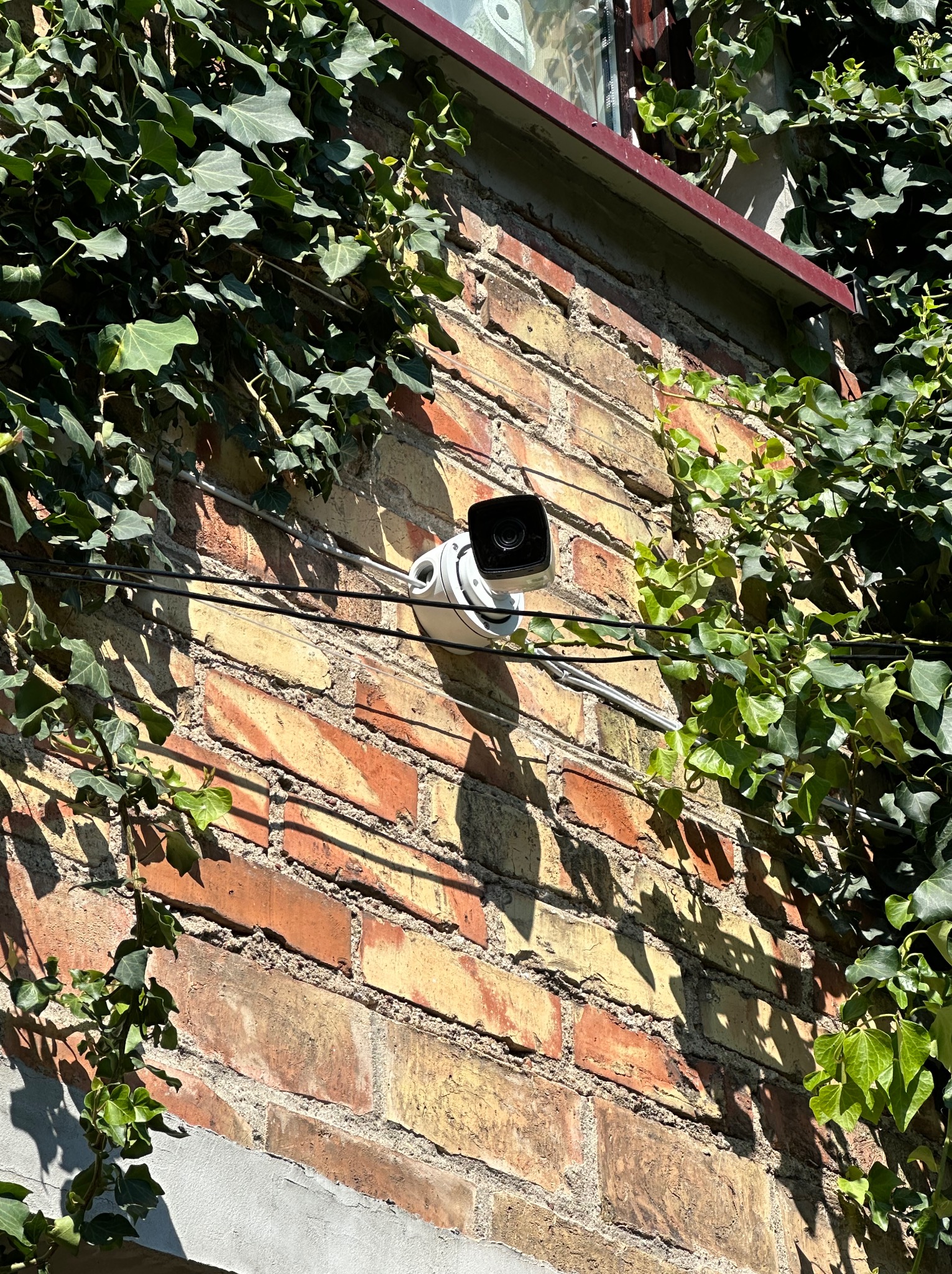 Biała kamera monitoringu zamontowana na ceglanej ścianie, oplecionej bluszczem, z widocznymi kablami.