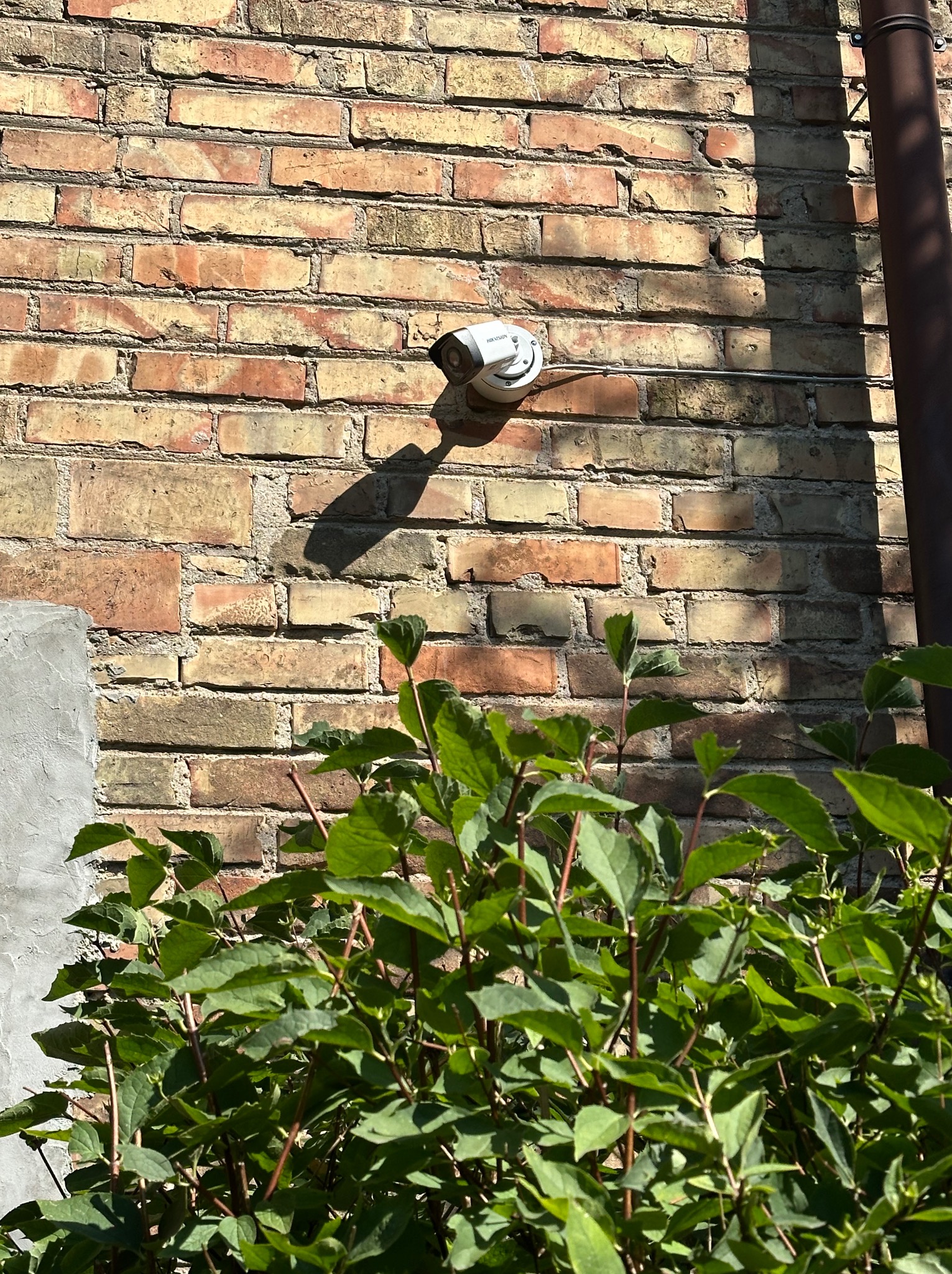Kamera monitoringu Hikvision zamontowana na ceglanej ścianie budynku, widoczna zza krzewu, z rurą spustową w tle.