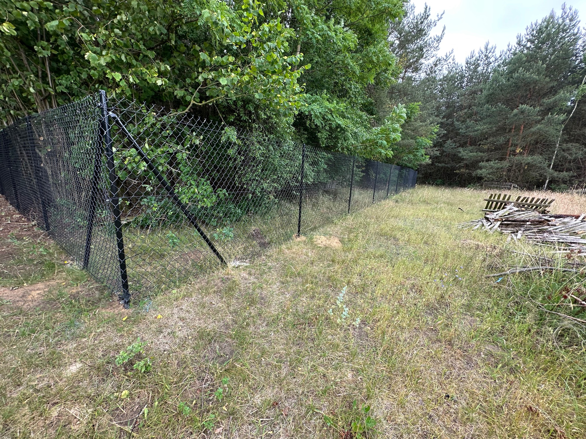 Czarna siatka ogrodzeniowa na metalowych słupkach, oddzielająca zarośnięty teren od lasu. W tle widoczne składowane drewno.