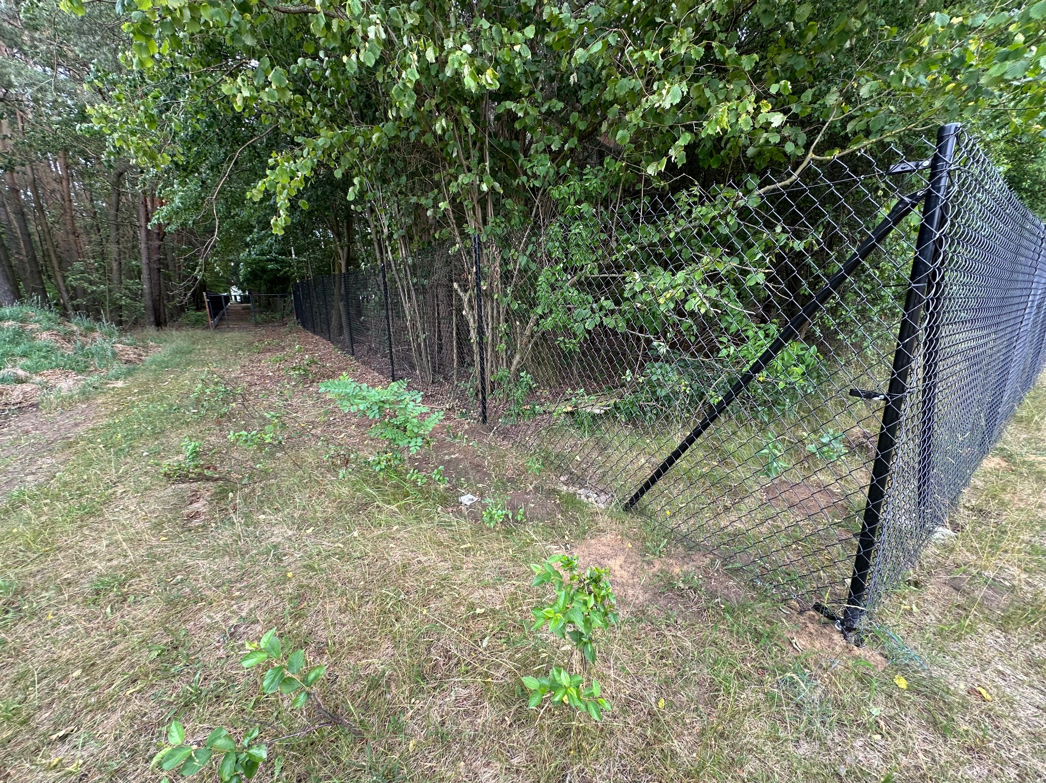 Długa, czarna siatka ogrodzeniowa, biegnąca wzdłuż granicy lasu. Słupki ogrodzenia są solidne, a siatka gęsta. Widoczne drzewa i trawa w tle.