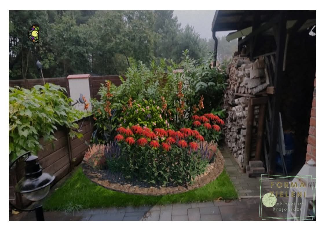 Kaskada czerwonych jeżówek i szałwii w półokrągłej rabacie, obrzeże z kory, trawnik, drewniany płot, lampa ogrodowa, drewutnia, kostka brukowa, zieleń drzew.