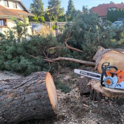 Wycinka drzew Wrocław 4