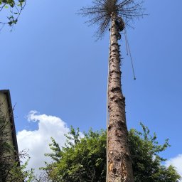 Wycinka drzew Wrocław 1