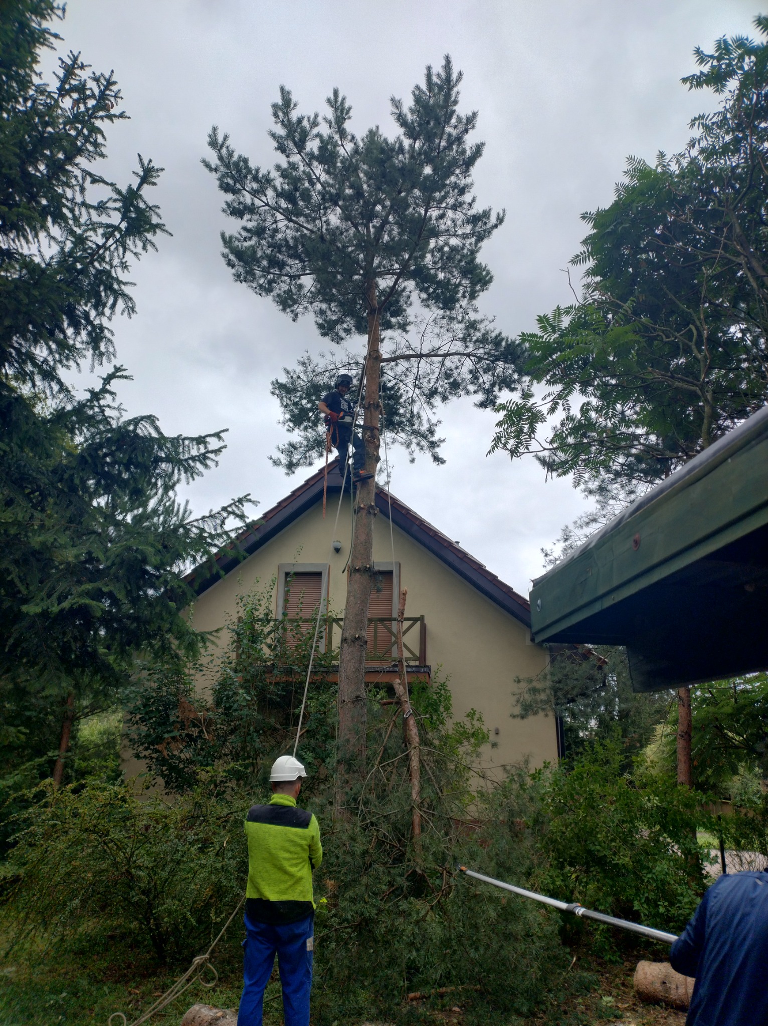 Arborysta na drabinie w trakcie pracy nad wysoką sosną przy domu jednorodzinnym, asystent w kasku i jaskrawej kurtce asekuruje linę, ścięte gałęzie leżą na ziemi.