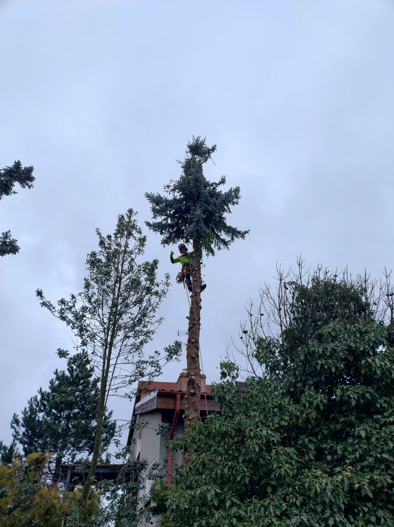 Arborysta w uprzęży, z piłą łańcuchową, pracuje na wysokiej sośnie, częściowo już pozbawionej gałęzi, widok od dołu, budynek w tle.