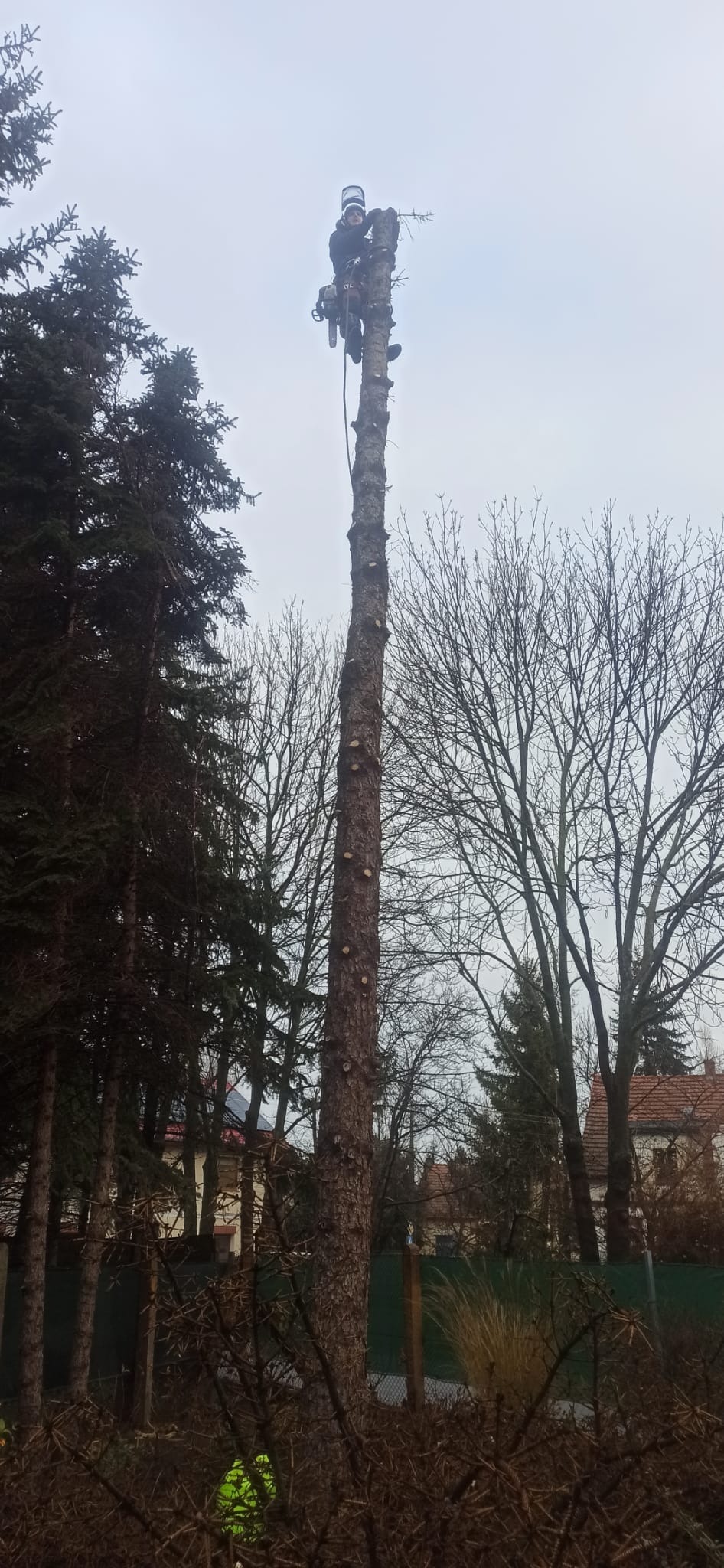 Arborysta na wysokim pniu drzewa po wycince gałęzi, w tle inne drzewa i budynki. Widok z dołu na pochmurne niebo.