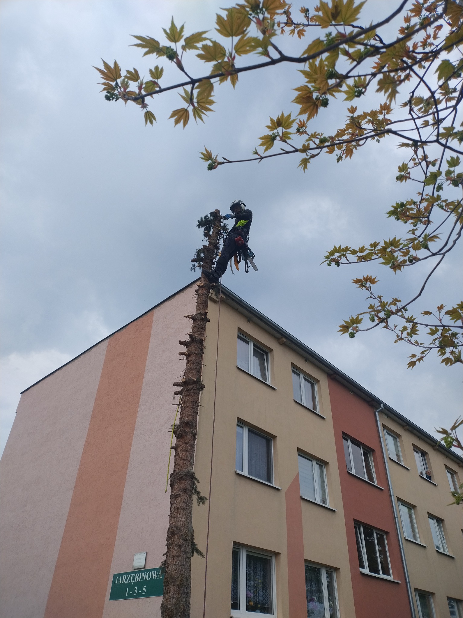 Arborysta w kasku, zabezpieczony linami, przycina wysokie drzewo przy budynku mieszkalnym. Widoczne gałęzie drzewa z młodymi liśćmi na tle pochmurnego nieba.