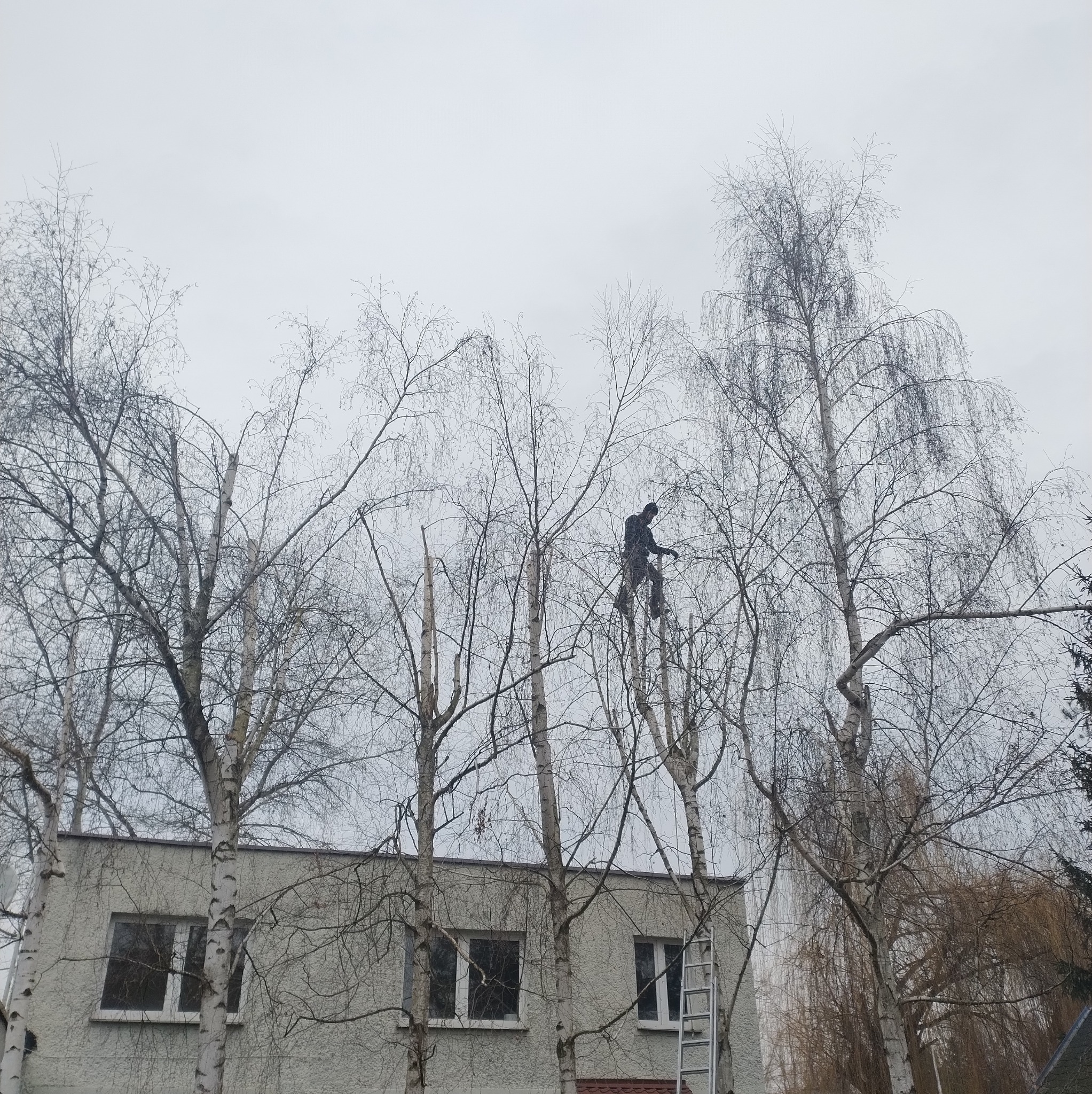 Pracownik w szarym kombinezonie przycina gałęzie wysokiej brzozy, stojąc na pniu. W tle budynek z oknami i drabina oparta o drzewo. Pochmurne niebo.