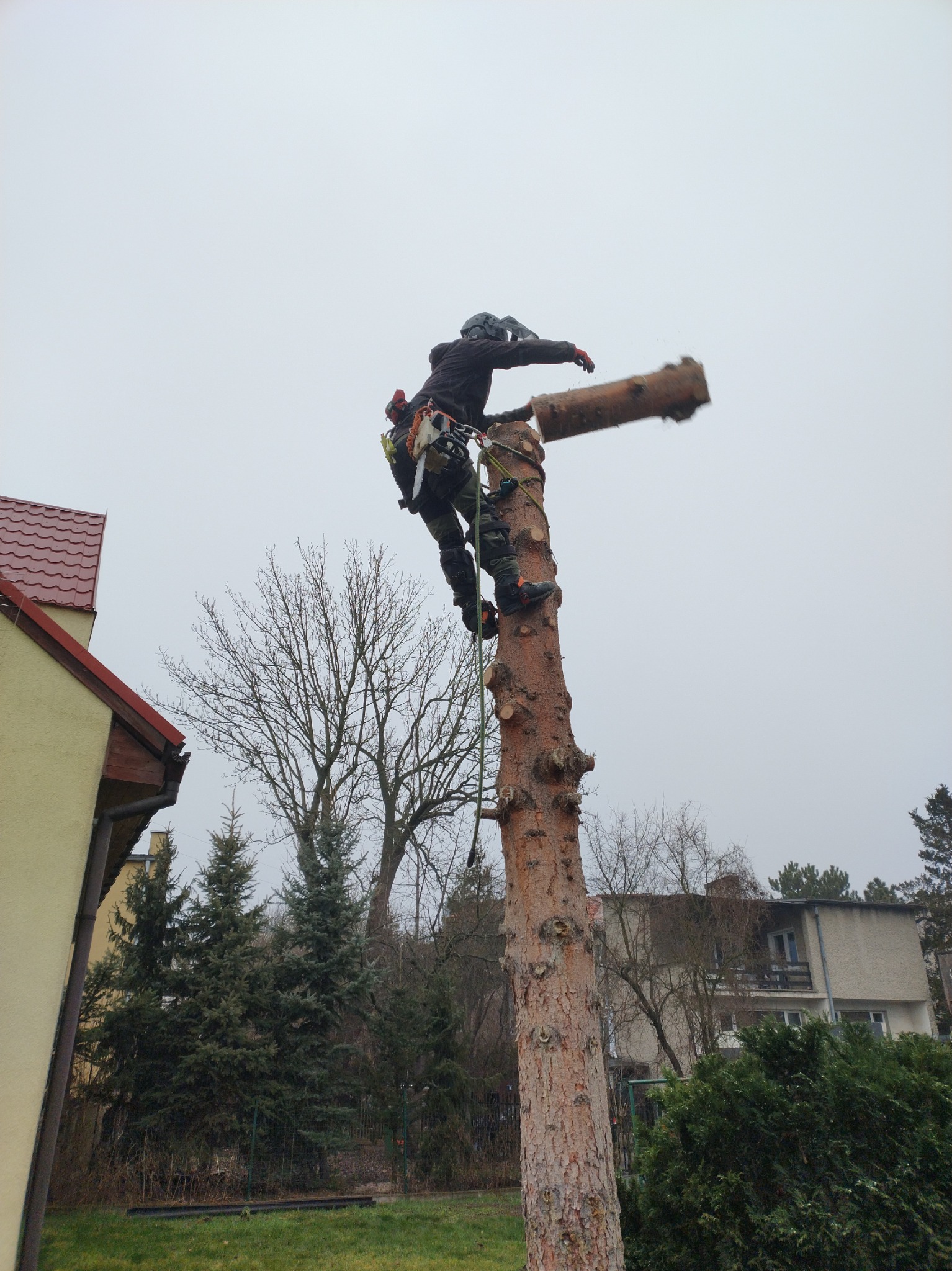 Arborysta w uprzęży, w trakcie wycinki drzewa na tle zabudowań. Odcięty fragment pnia w locie. Praca na wysokościach z użyciem zabezpieczeń.