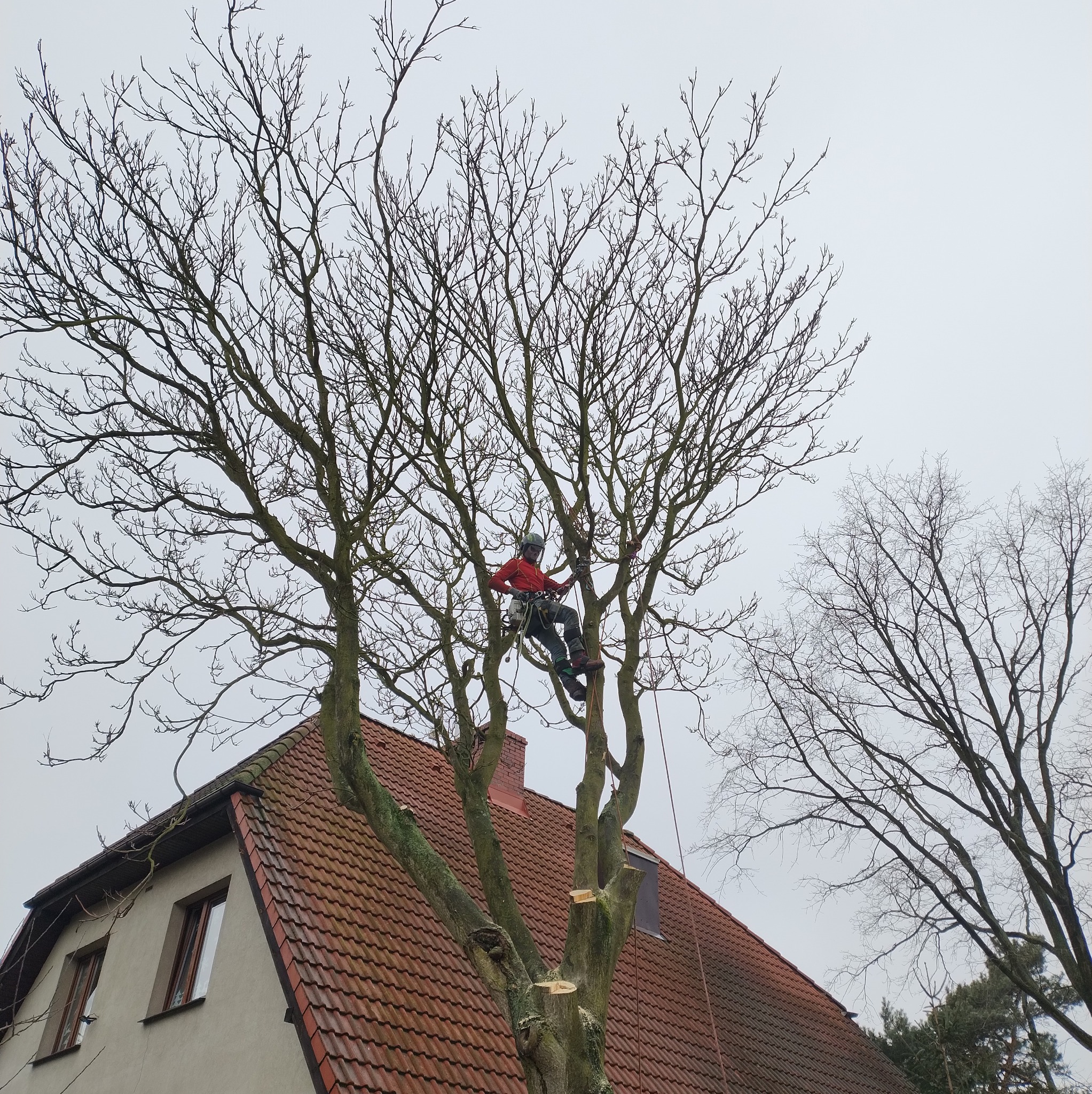 Pracownik w czerwonej kurtce, zabezpieczony linami, przycina gałęzie drzewa blisko domu z czerwoną dachówką. Widoczne świeże cięcia.