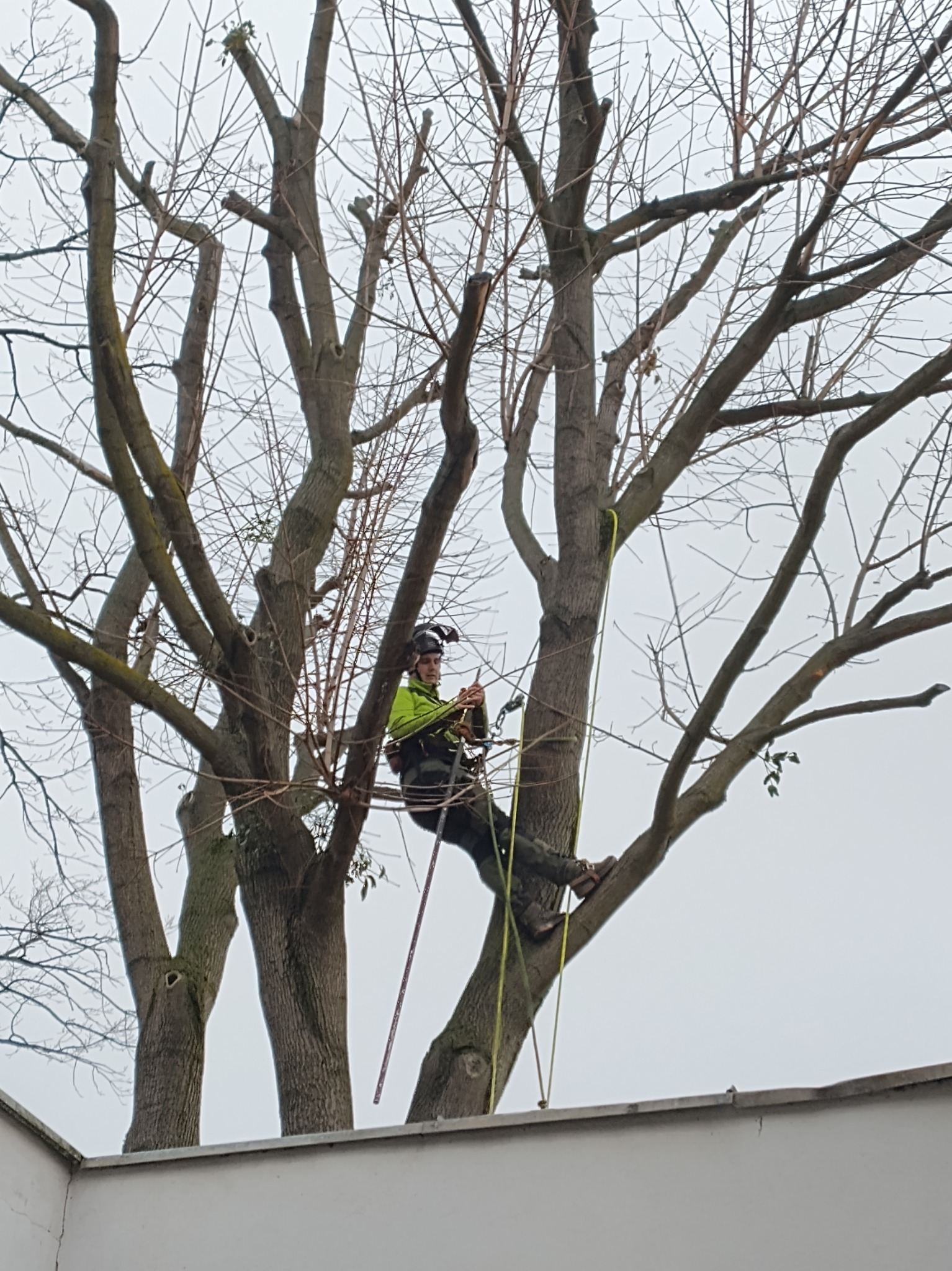 Arborysta w uprzęży na drzewie bez liści, po przycince gałęzi. Praca na wysokości z użyciem liny i sprzętu specjalistycznego, widok na szary, pochmurny dzień.