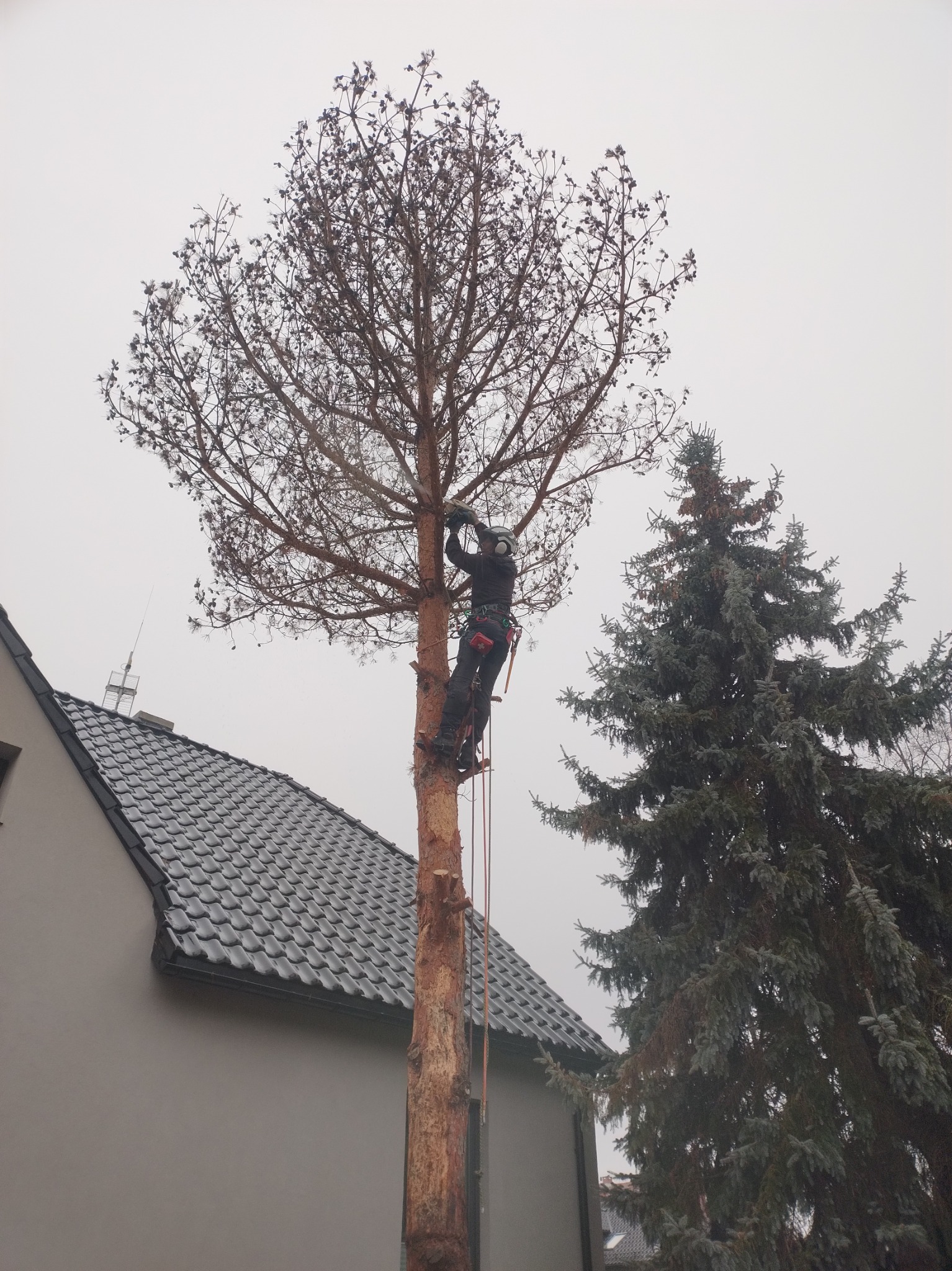 Arborysta w kasku, na drabinie przy pniu drzewa iglastego, po wycince gałęzi. W tle szara elewacja domu z ciemnym dachem i inne drzewo iglaste.