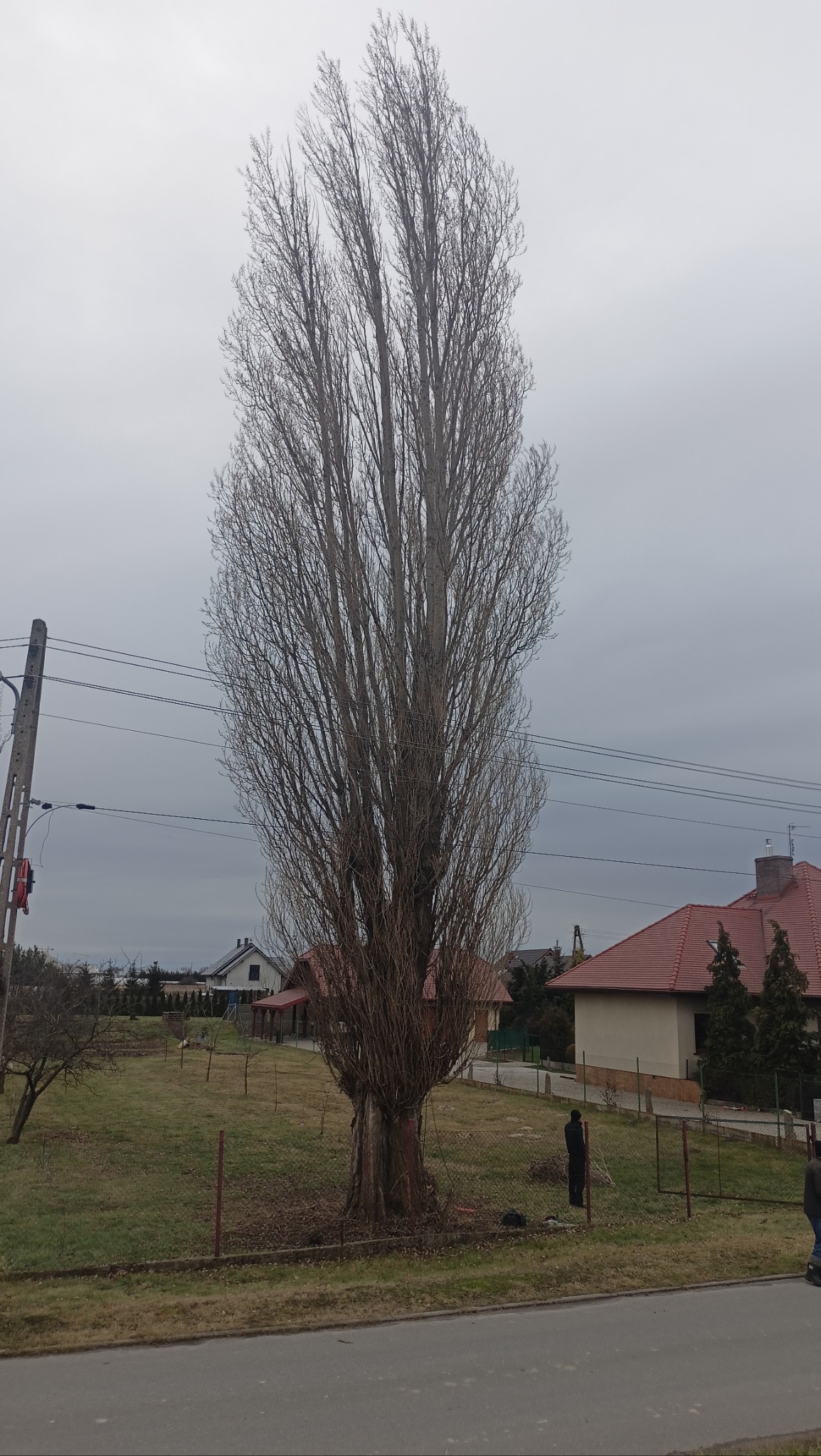 Wysoki topól bez liści w ogrodzie z domami w tle, pochmurne niebo. Drzewo o charakterystycznym, wąskim pokroju po przycince, widoczny pień i korona.