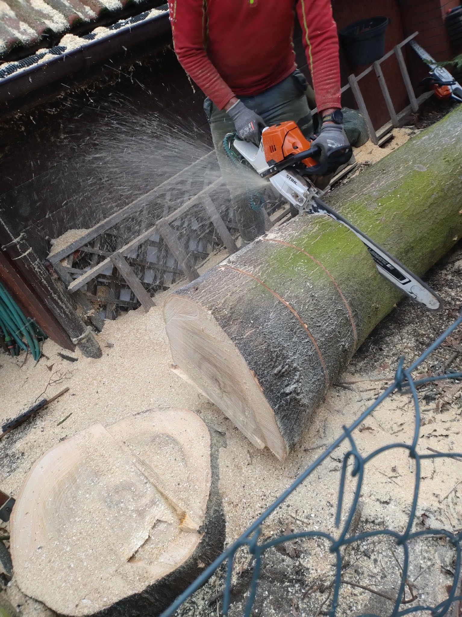 Mężczyzna w czerwonej bluzie tnie piłą spalinową gruby pień drzewa, wióry latają w powietrzu, widoczne narzędzia i ogrodzenie z siatki.