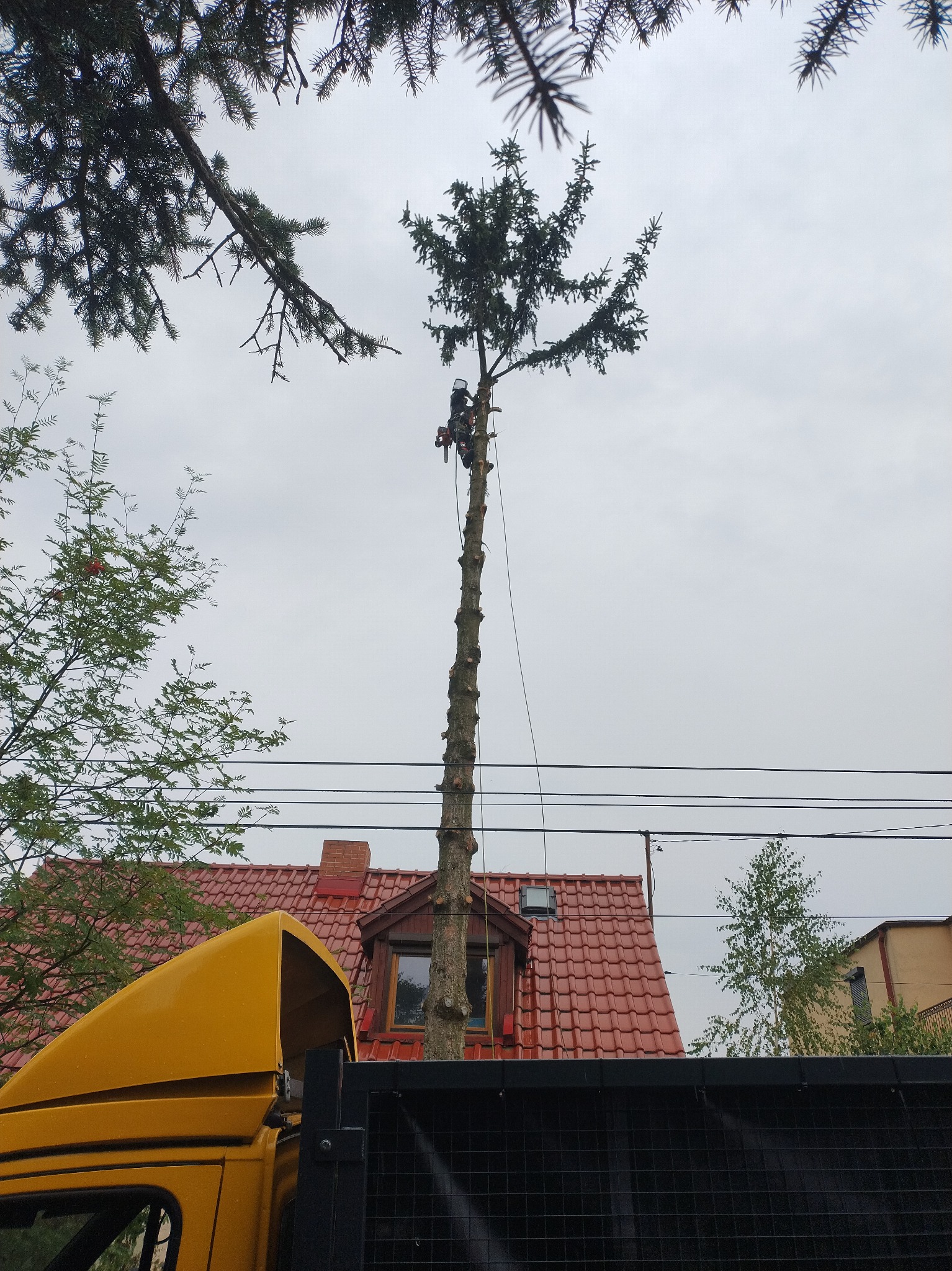 Arborysta w kasku, na linie, przycina wysokie drzewo iglaste piłą spalinową. W tle czerwony dach domu i fragment żółtej ciężarówki.