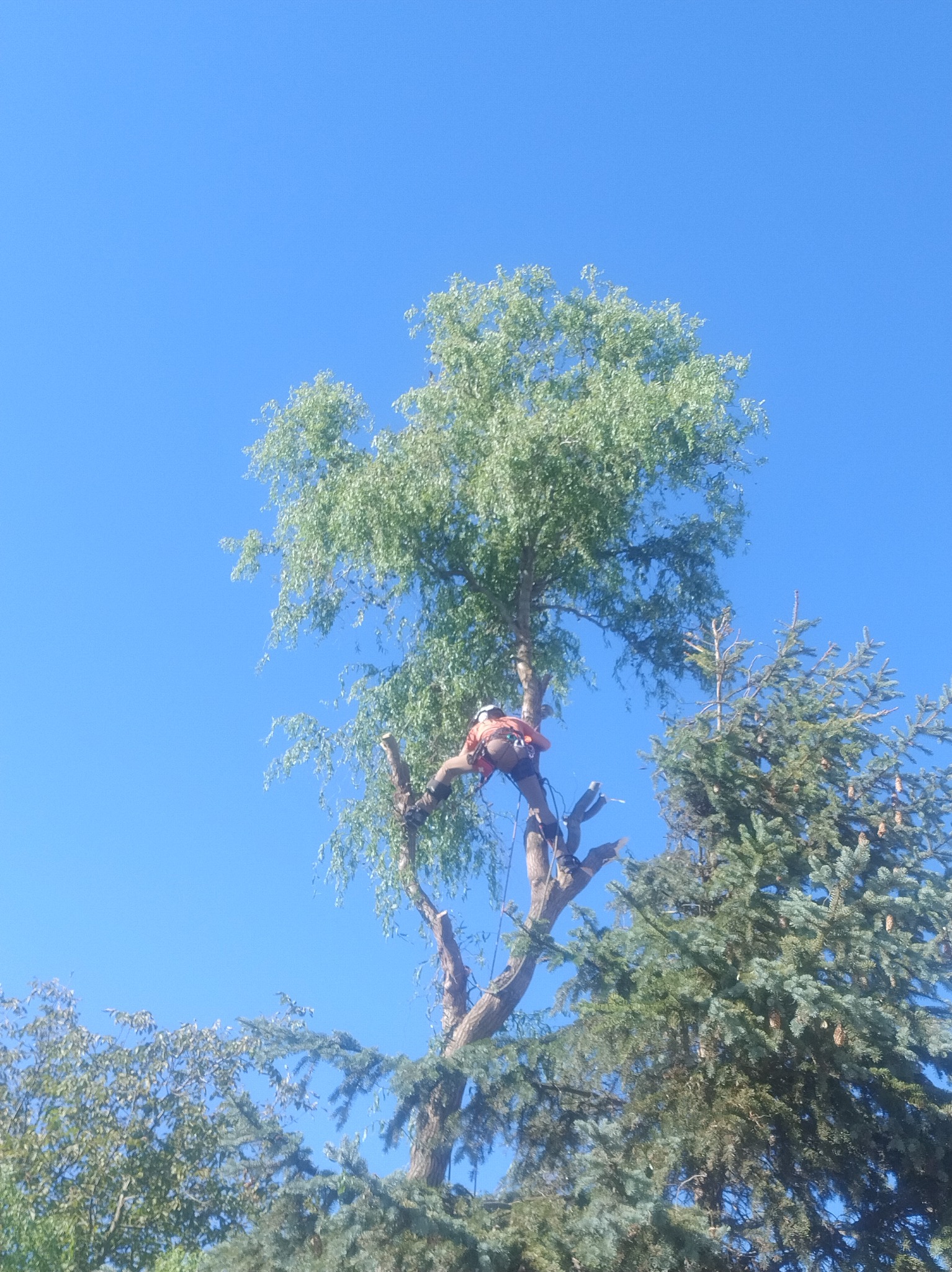 Pracownik w uprzęży, na wysokim drzewie z częściowo obciętymi gałęziami, widok z dołu na błękitne niebo, sąsiednie drzewa iglaste.