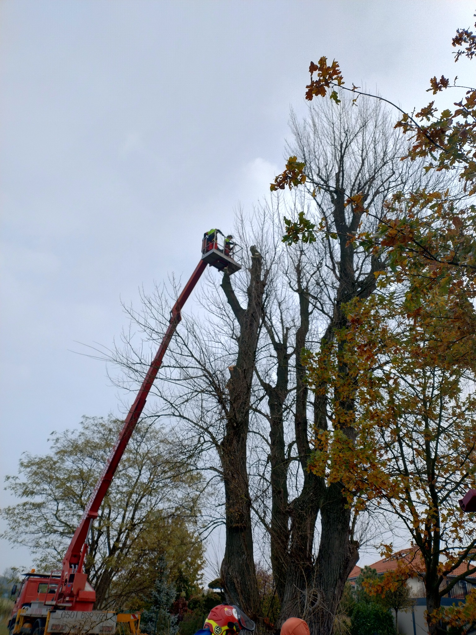 Praca na wysokości: Arborysta w koszu podnośnika przycina wysokie drzewo, widoczne obcięte gałęzie. Jesienne drzewo z żółtymi liśćmi w tle.