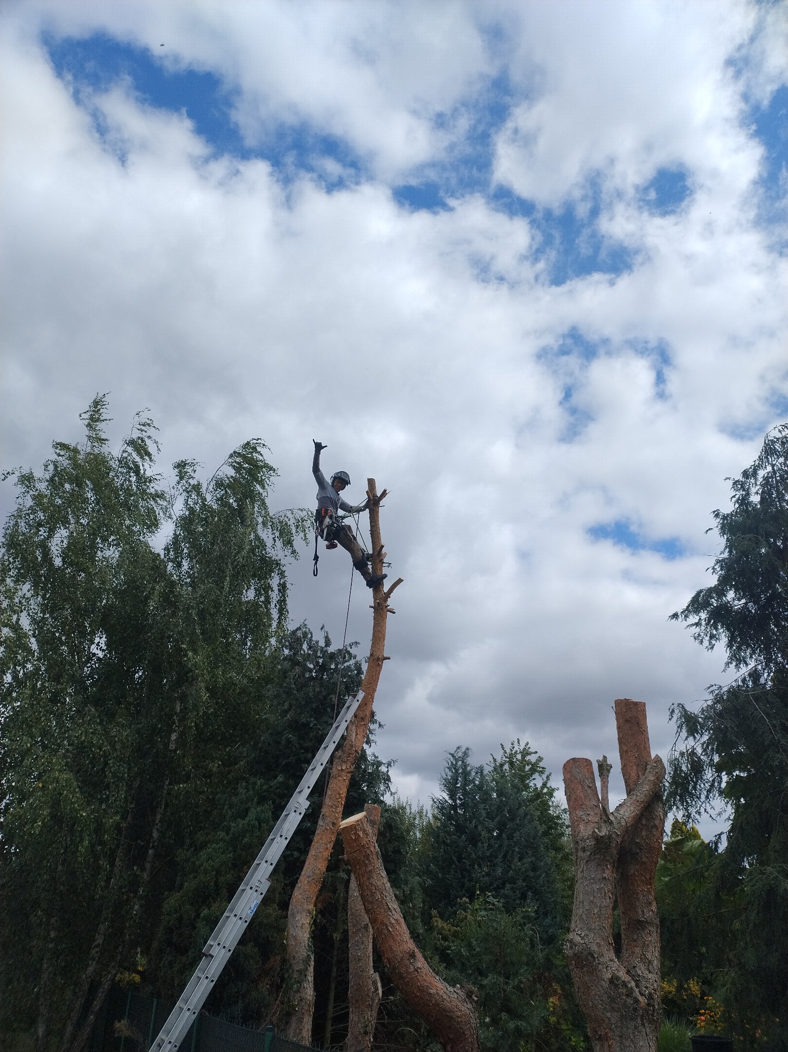Arborysta w uprzęży na ściętym drzewie, z drabiny. W tle niebo z chmurami. Widoczne pnie drzew po wycince. Jeden z pni drzewnych jest częściowo ucięty w kadrze.