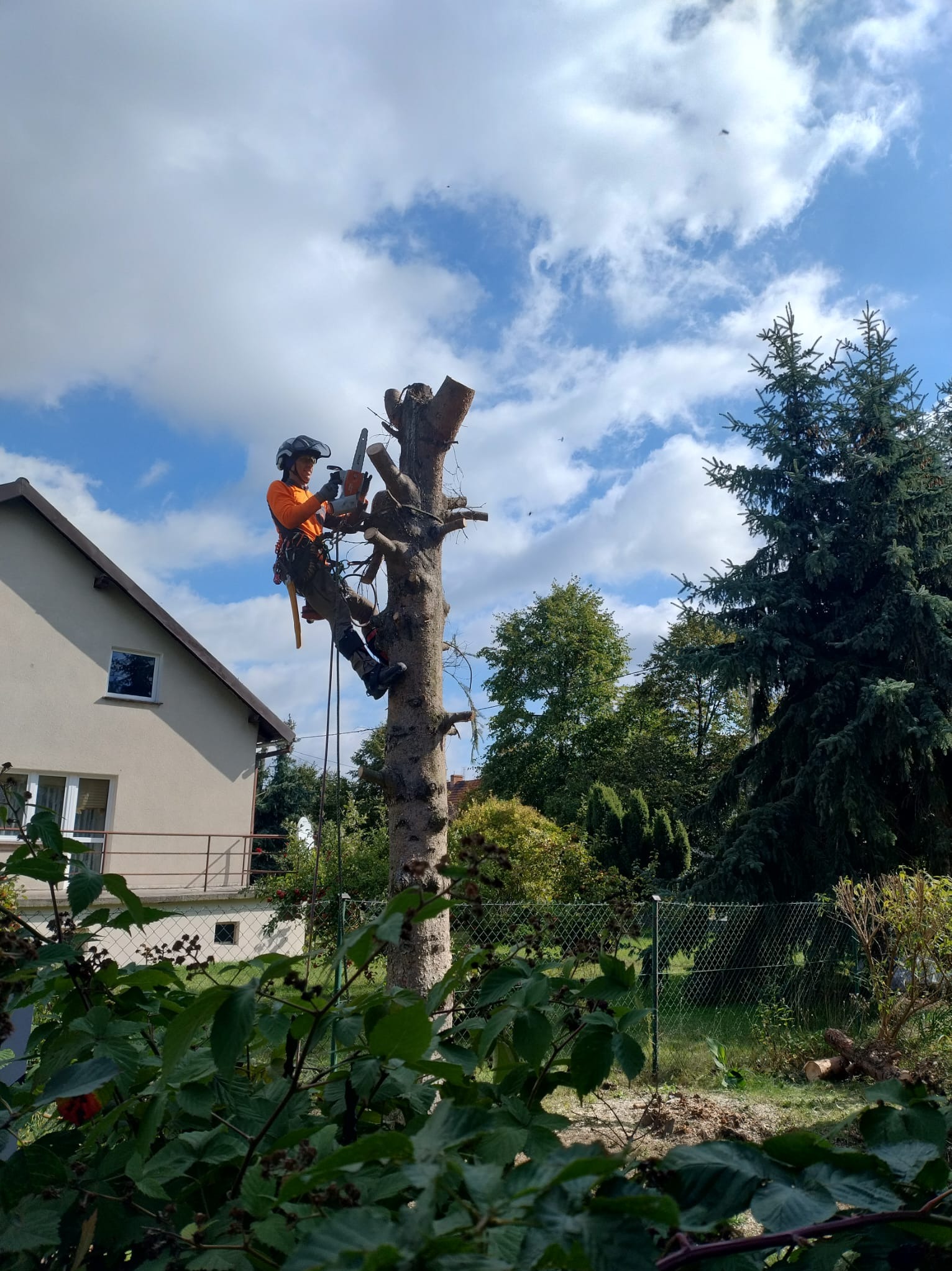 Arborysta w kasku i uprzęży, z piłą spalinową, przycina wysokie drzewo w ogrodzie. W tle dom, błękitne niebo z chmurami i zieleń drzew.