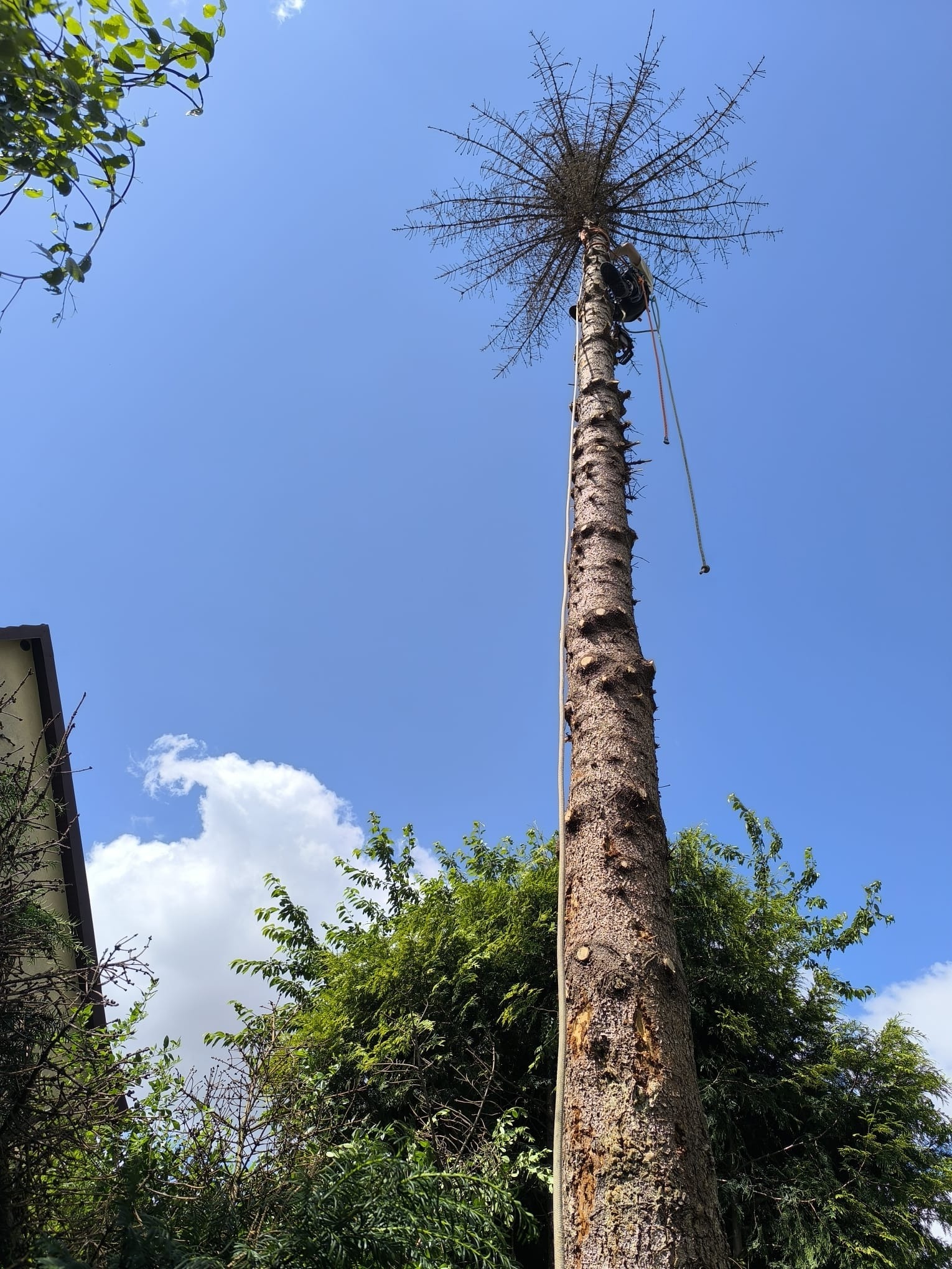 Wysoka, ogołocona z gałęzi sosna, z pracownikiem na szczycie, zabezpieczonym linami. Ujęcie z dołu, błękitne niebo w tle. Widoczne korony drzew i fragment budynku.